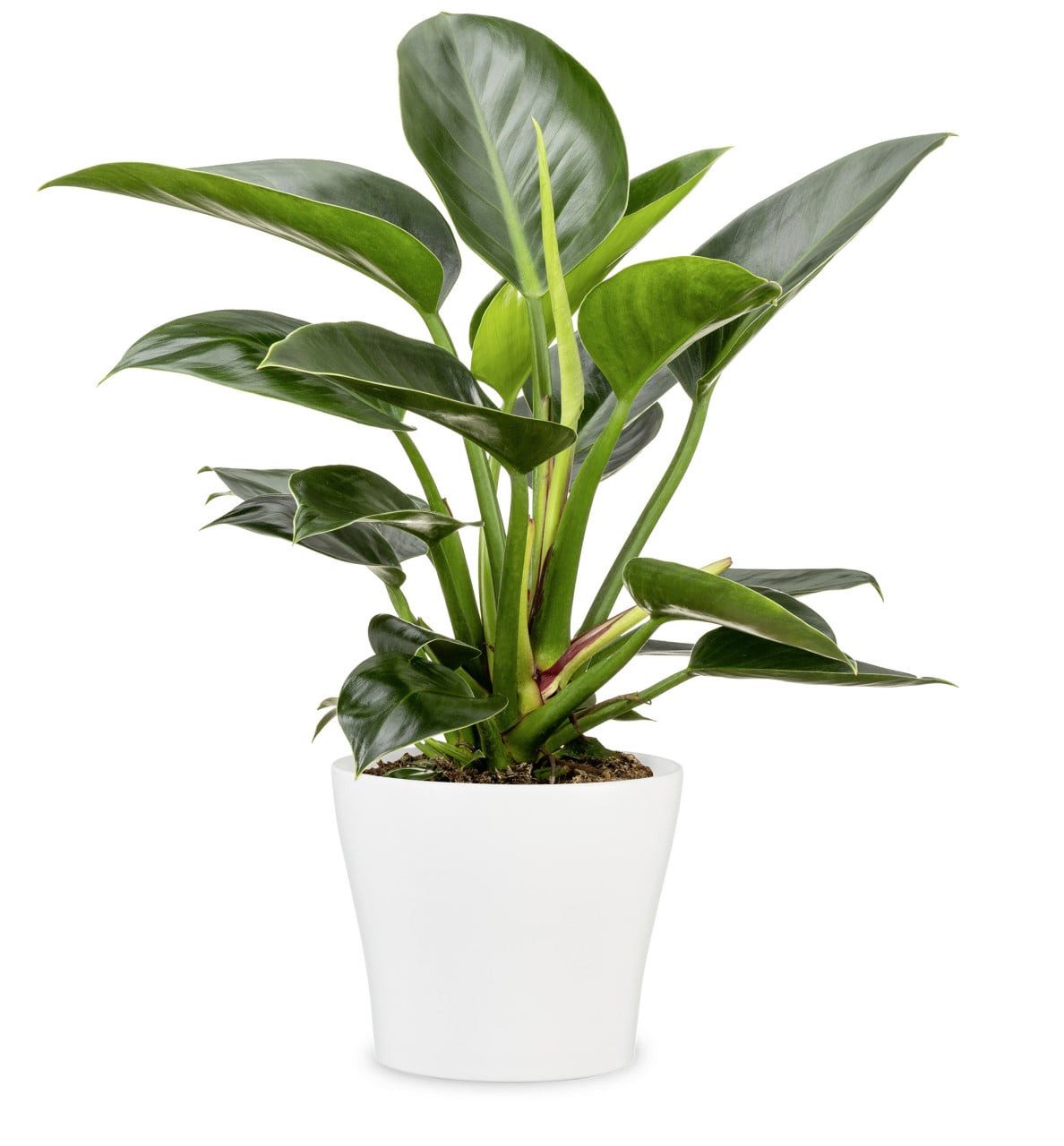 Scheurich Blumentopf Scheurich Übertopf Serie 808 Ø 24 x 21,8 cm weiß