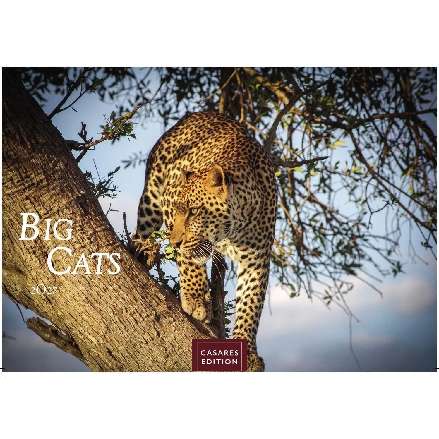 Wandkalender Big Cats Kalender 2027 - Wandkalender, Fotokalender Tierkalender...