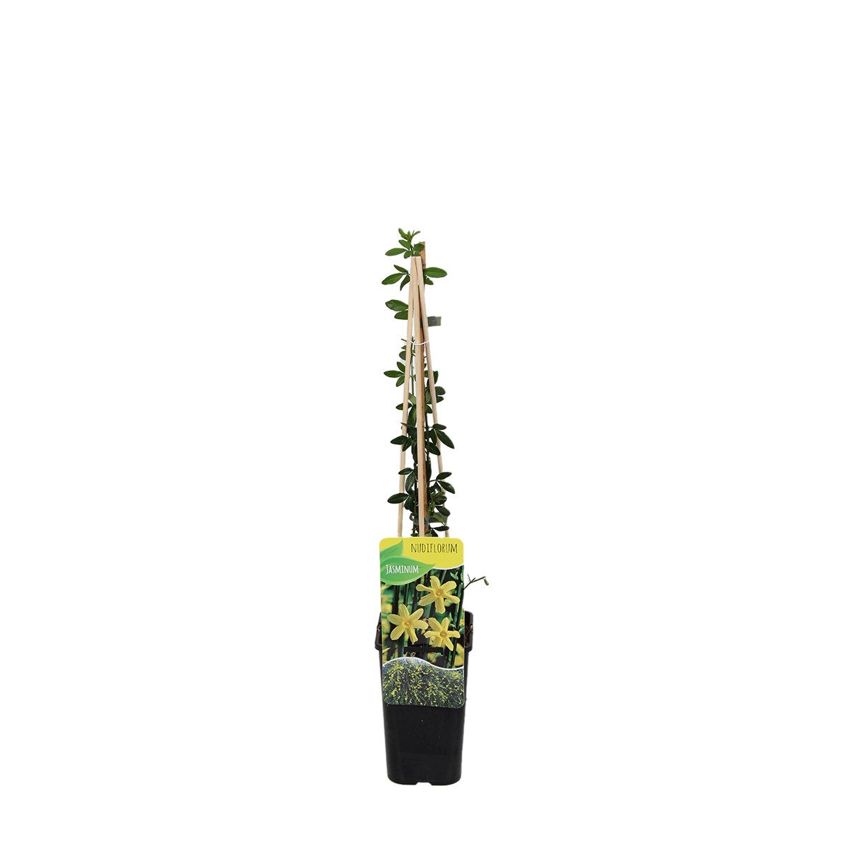 Bloomique Kletterpflanze Jasminum Nudiflorum, Winterjasmin, Gelb, 70-80 cm, Topf 15 cm, 1 St.