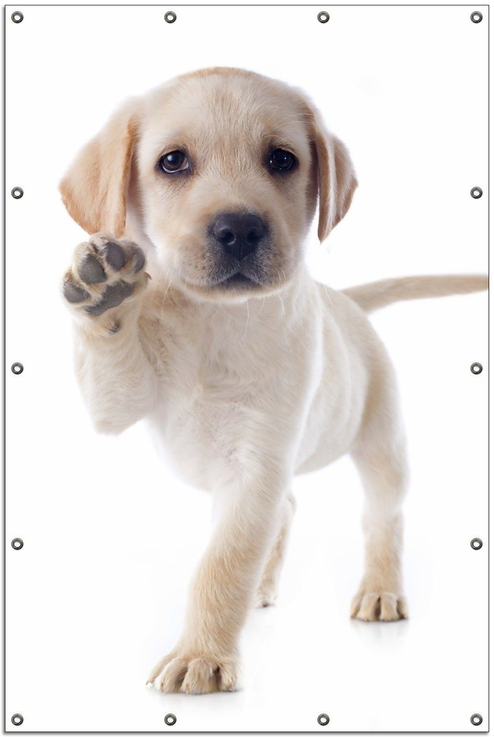 Thumbnail - Wallario Sichtschutzzaunmatten Süßer Labrador-Welpe sagt Hallo, rund