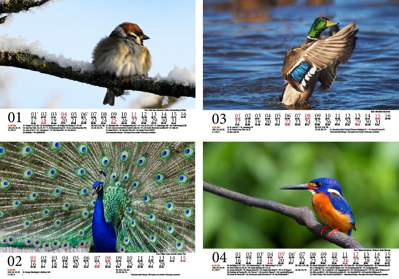 Thumbnail - Seelenzauber Wandkalender Vogelzauber DIN A5 Kalender für 2026 Vogel - Seelenzauber