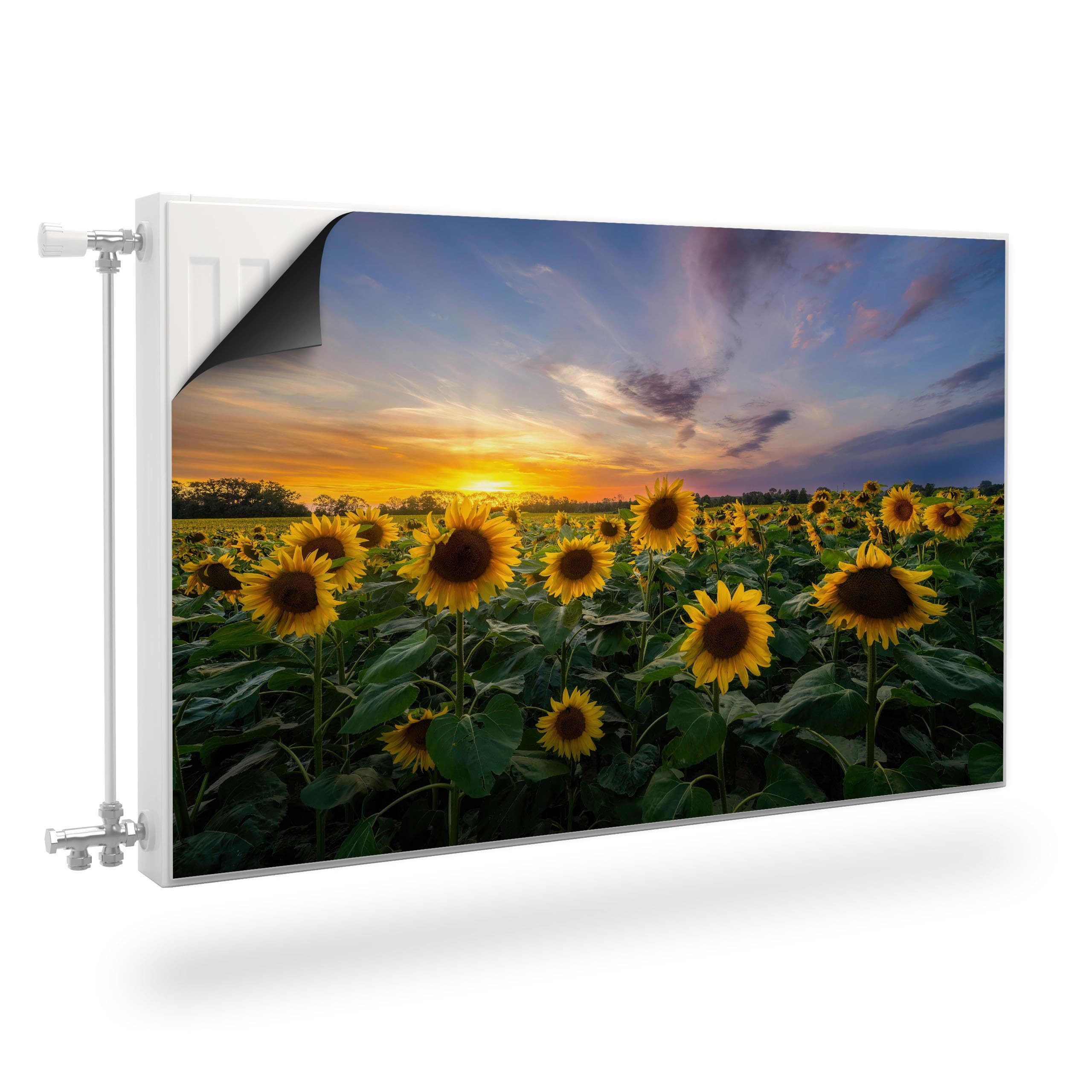 Muralo Magnetfolie Heizkörperverkleidung Sonnenblumenfeld Sonnenuntergang, 80x60 cm, abriebfest, abwischbar