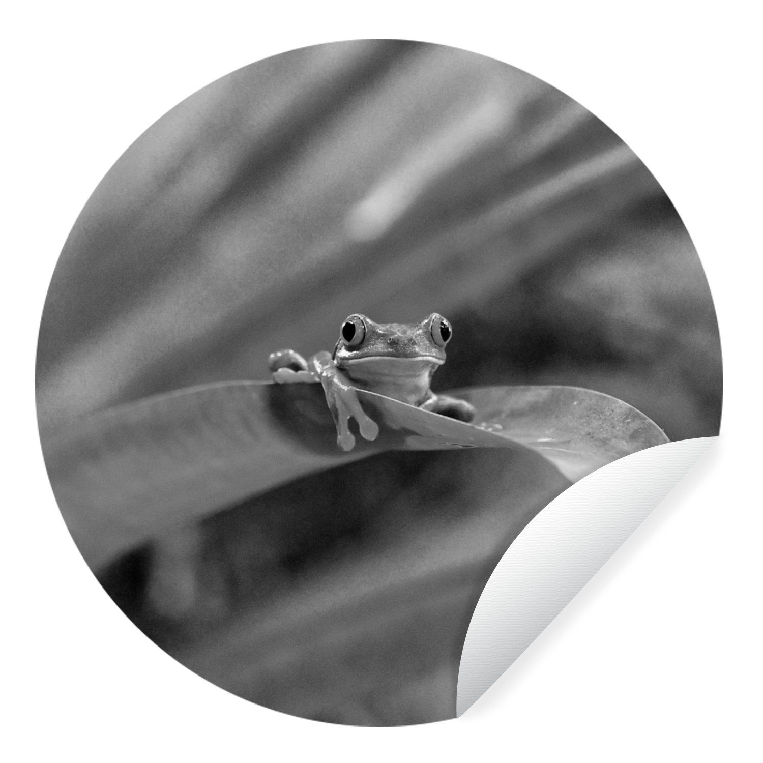 MuchoWow Wandsticker Rotaugenmakakenfrosch unter Blättern in Costa Rica in schwarz-weiß (1 St), Tapetenkreis für Kinderzimmer, Tapetenaufkleber, Rund, Wohnzimmer