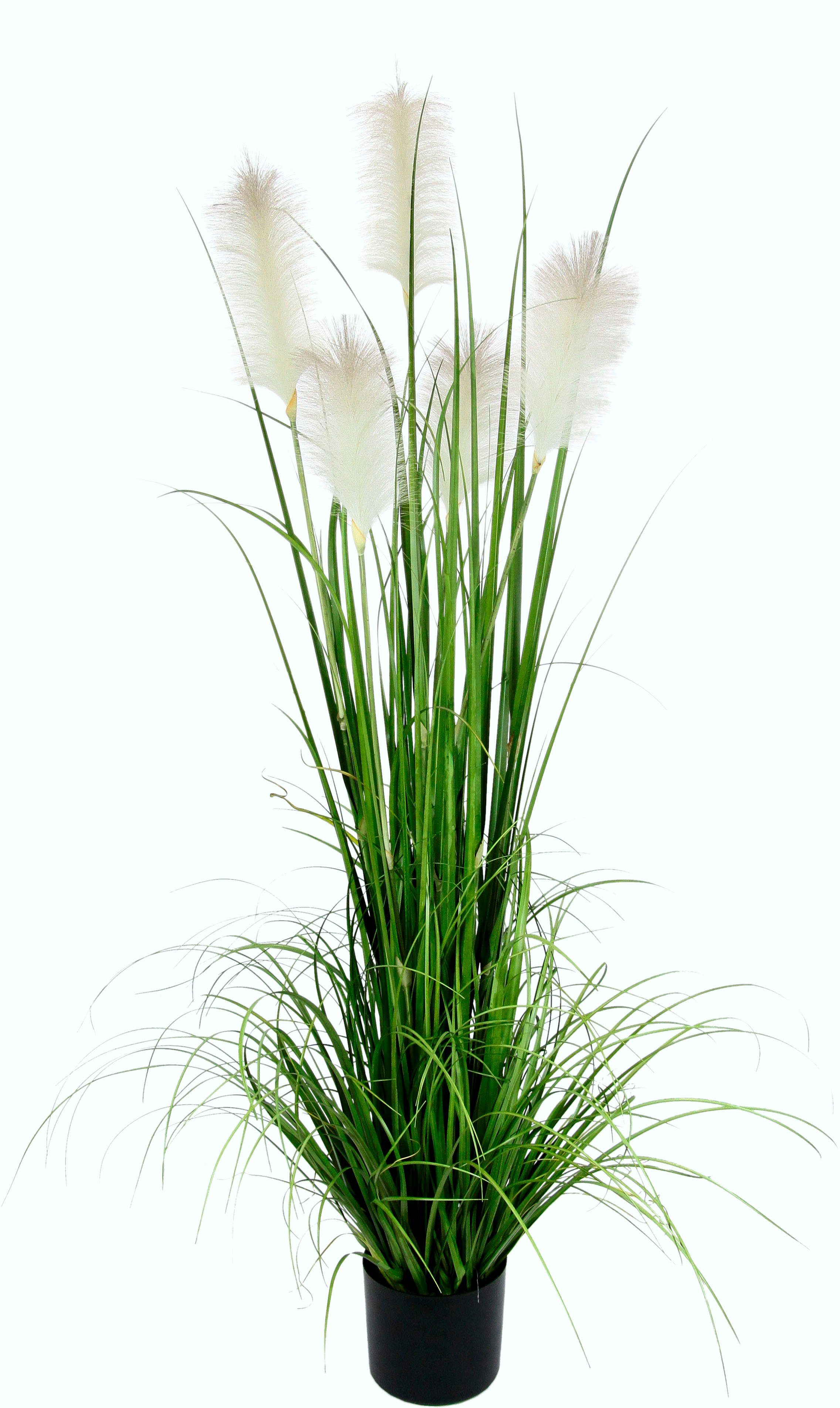 Kunstgras Pampasgras, I.GE.A., Höhe 150 cm, günstig online kaufen