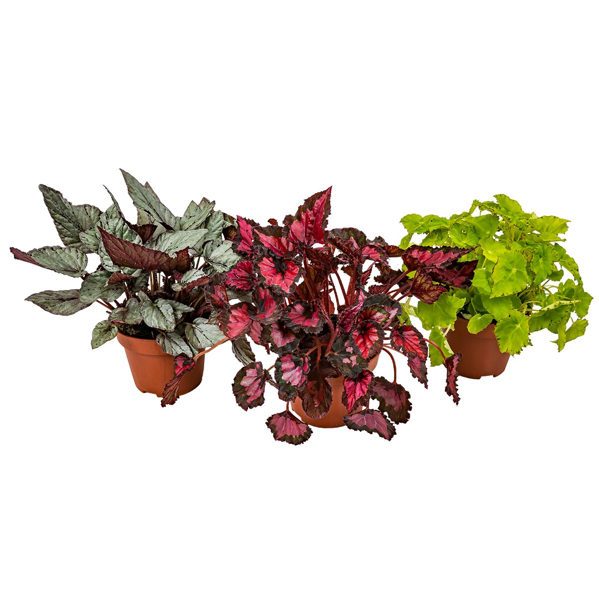 Bloomique Zimmerpflanze 3x Begonia Beleaf Mix – Blattbegonie – Zimmerpflanze – Pflegeleicht –, 3 St.