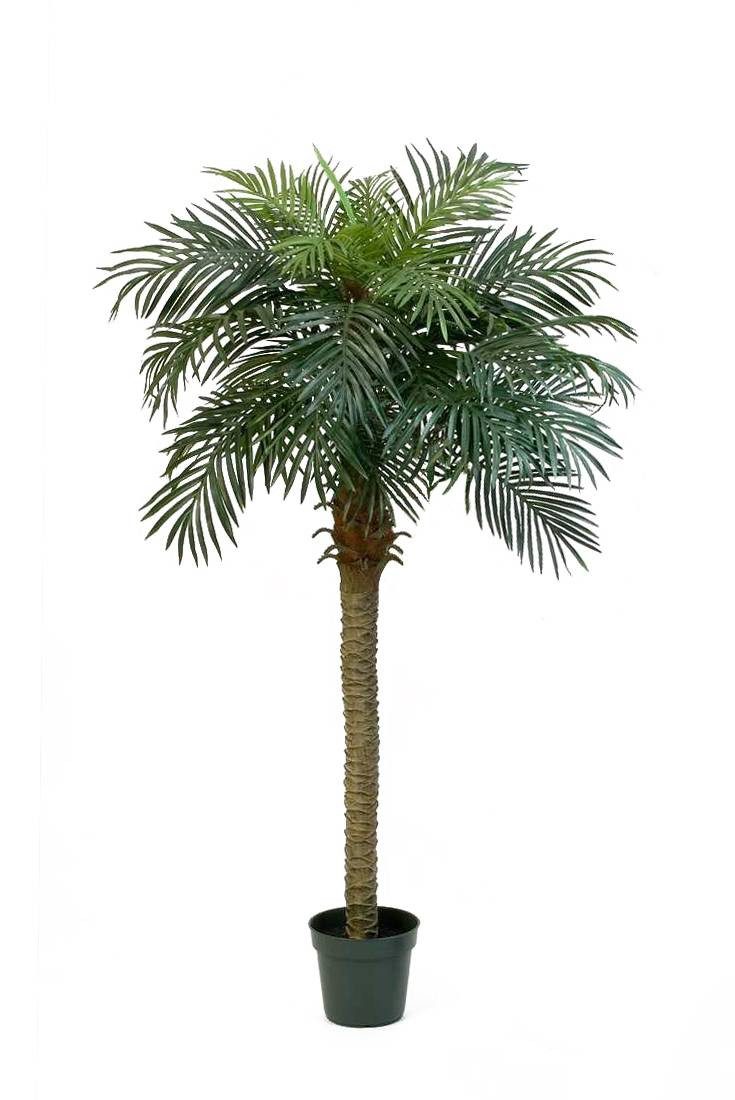 Kunstpalme Künstliche Phönix Palme, 28 Palmwedel, 180cm - Dekopalme Dattelpalme, artplants, Höhe 180.0 cm