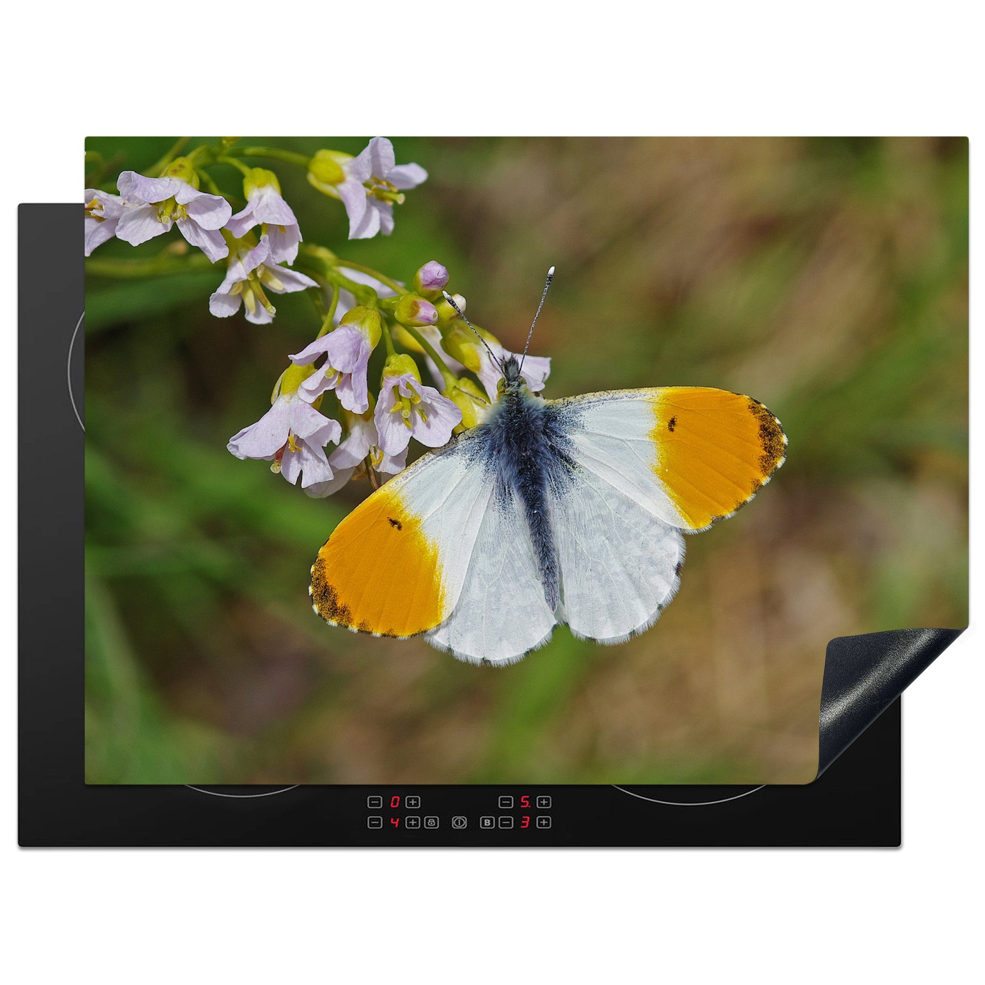 MuchoWow Herdblende-/Abdeckplatte Orangefarbener Schmetterling auf einer Kuckucksblume, Vinyl, (1 tlg), 70x52 cm, Mobile Arbeitsfläche nutzbar, Ceranfeldabdeckung