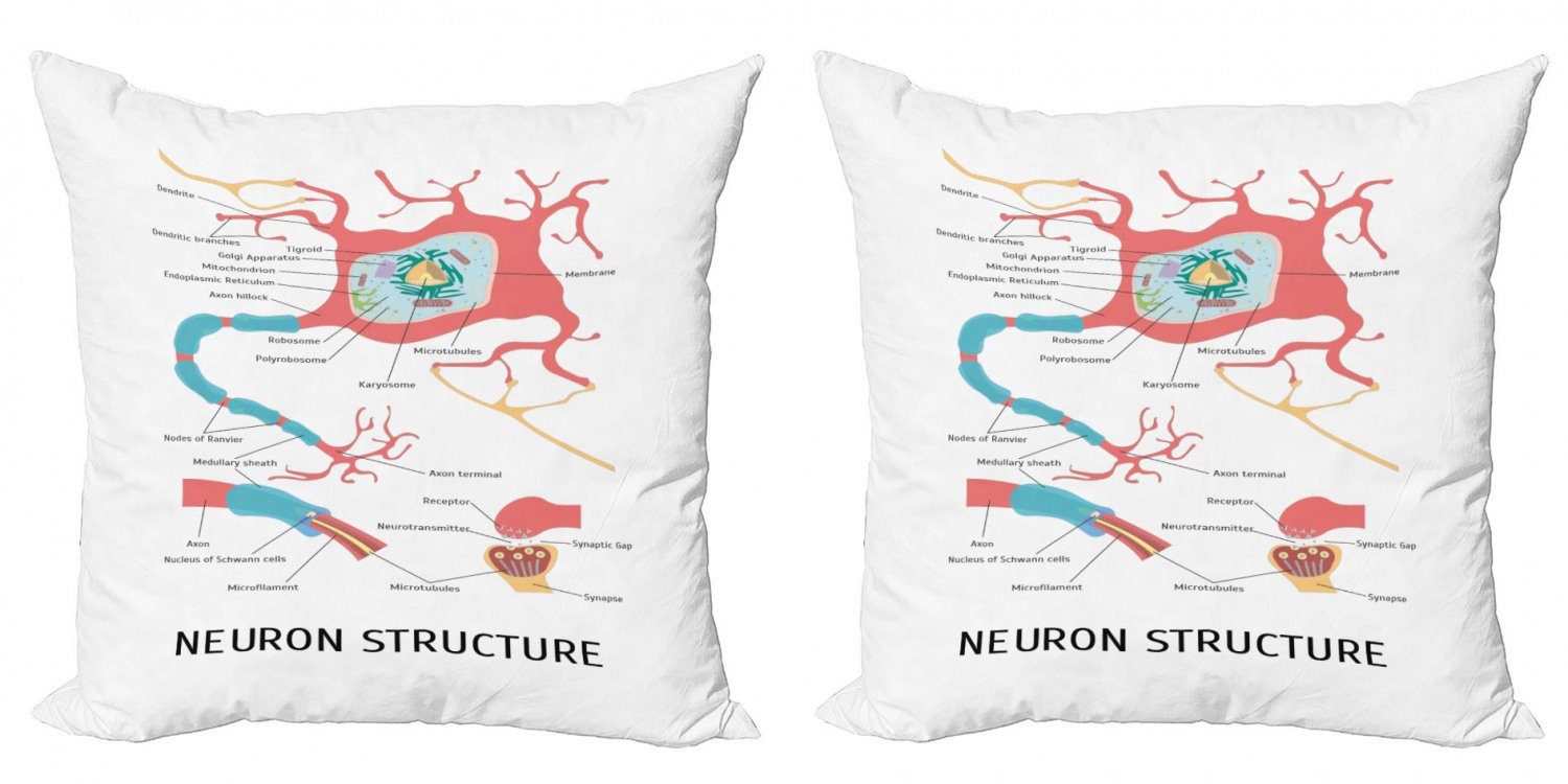 Stück), Kissenbezüge Der Neuron Abakuhaus Wissenschaft Struktur Anatomie Doppelseitiger Digitaldruck, Modern (2 Accent