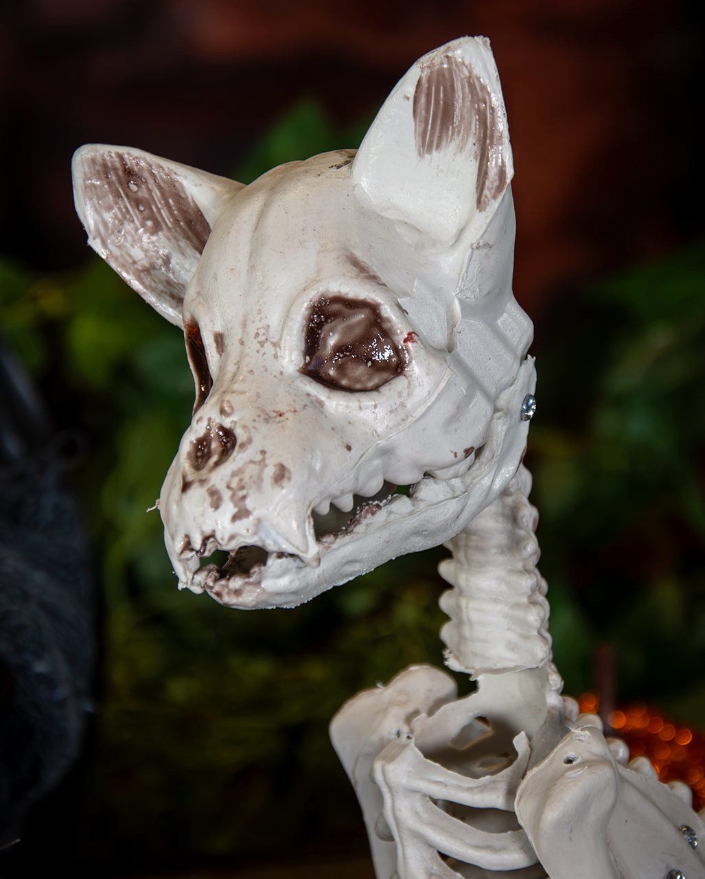 Horror-Shop Dekoobjekt Katzenskelett als Halloween Deko 48cm – Bild 4 von 5