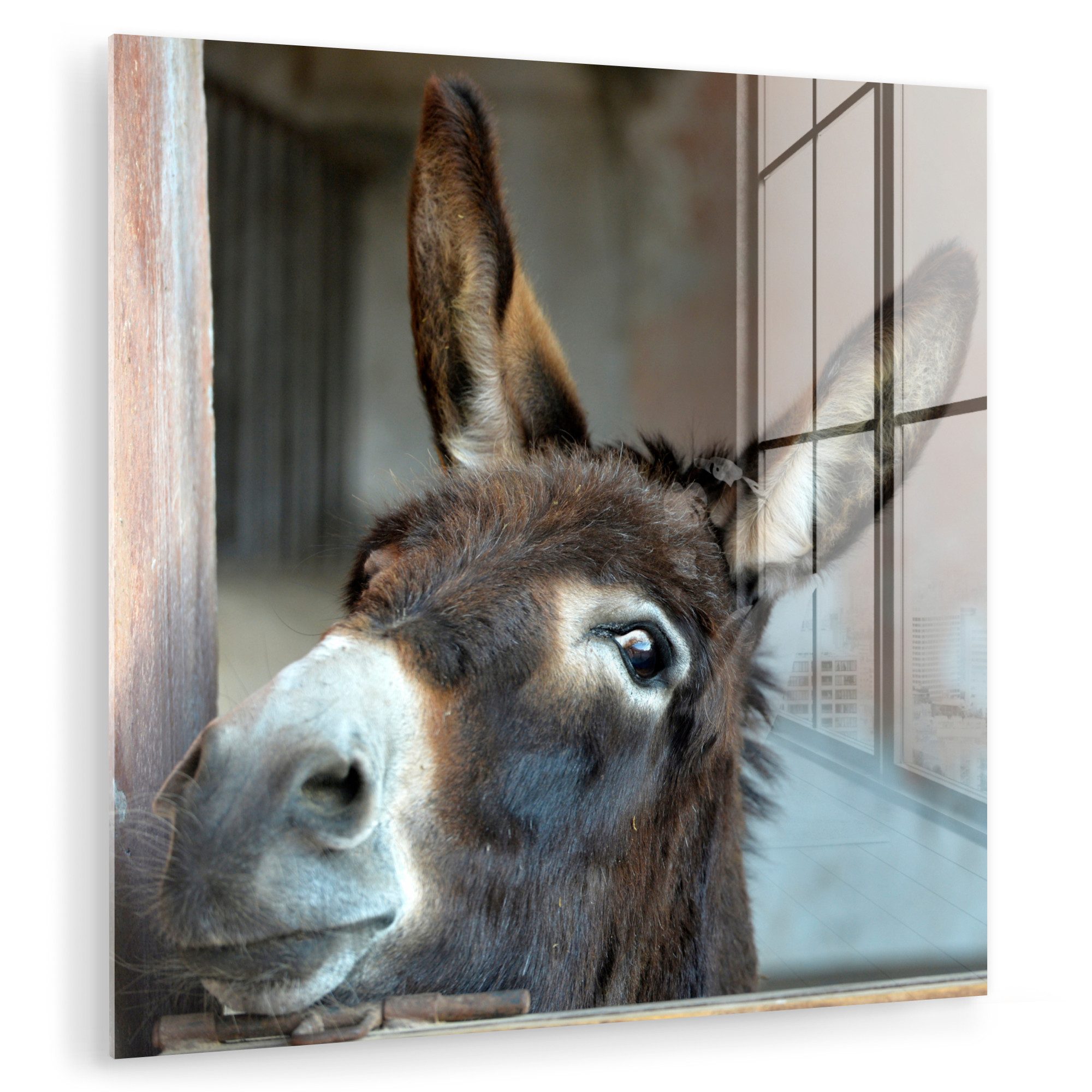 MuchoWow Acrylglasbild Esel, Inkl. Aufhängung, Bilder auf Glas Wandbild, Wa günstig online kaufen
