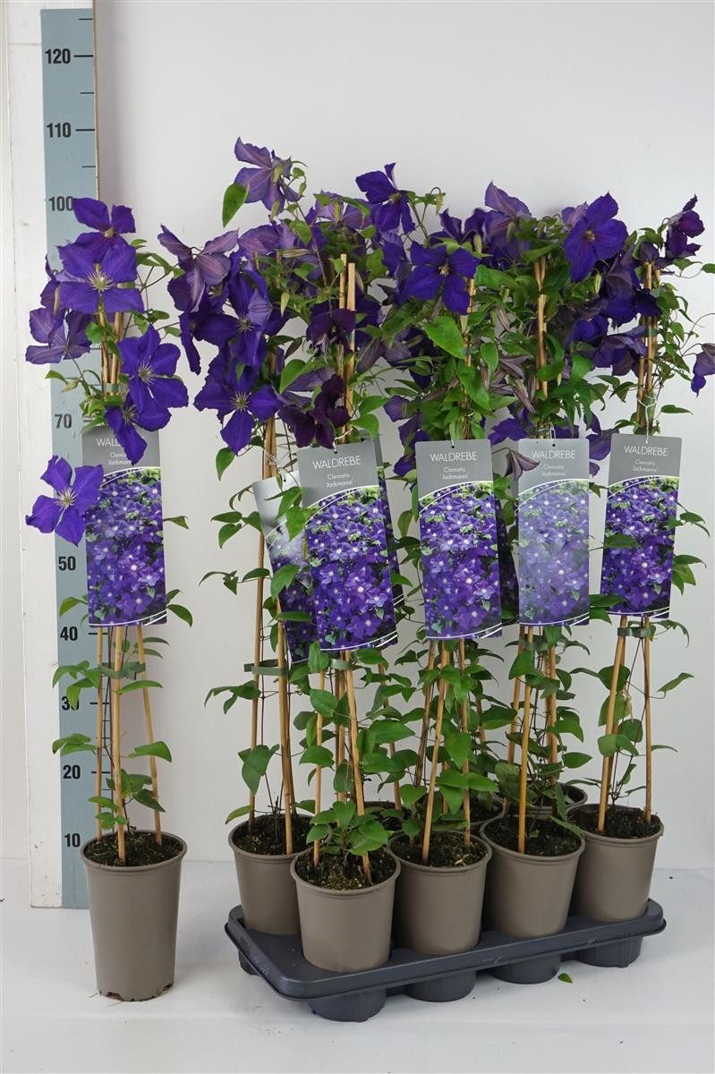 Pflanzen für Dich Kletterpflanze Clematis Hybride Jackmanii, 1 St., Waldrebe, Clematis, violettblühend, kletterpflanze