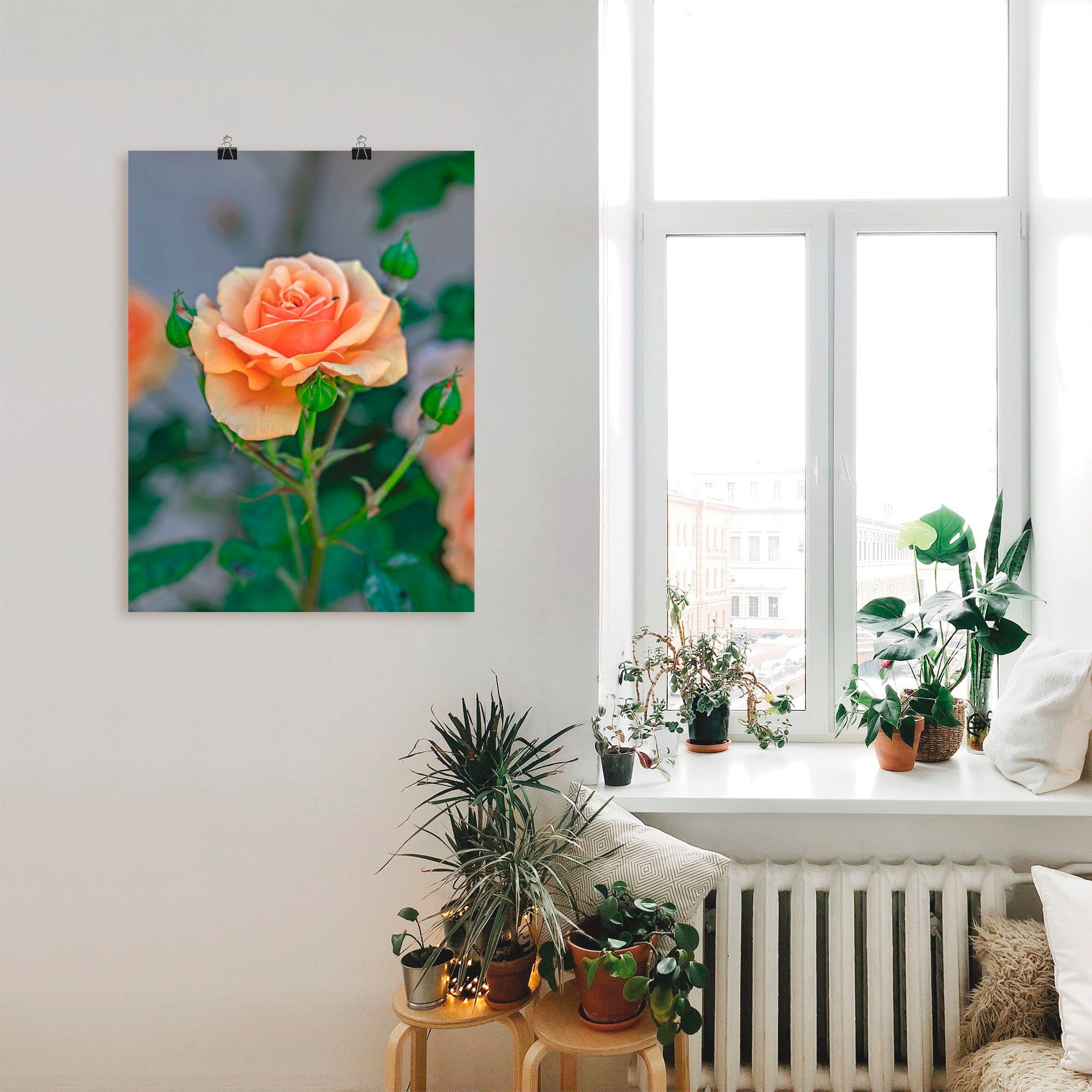Blumen versch. (1 St), Artland Wandaufkleber Rose, als Größen Alubild, Wandbild oder in Leinwandbild, Orange Poster