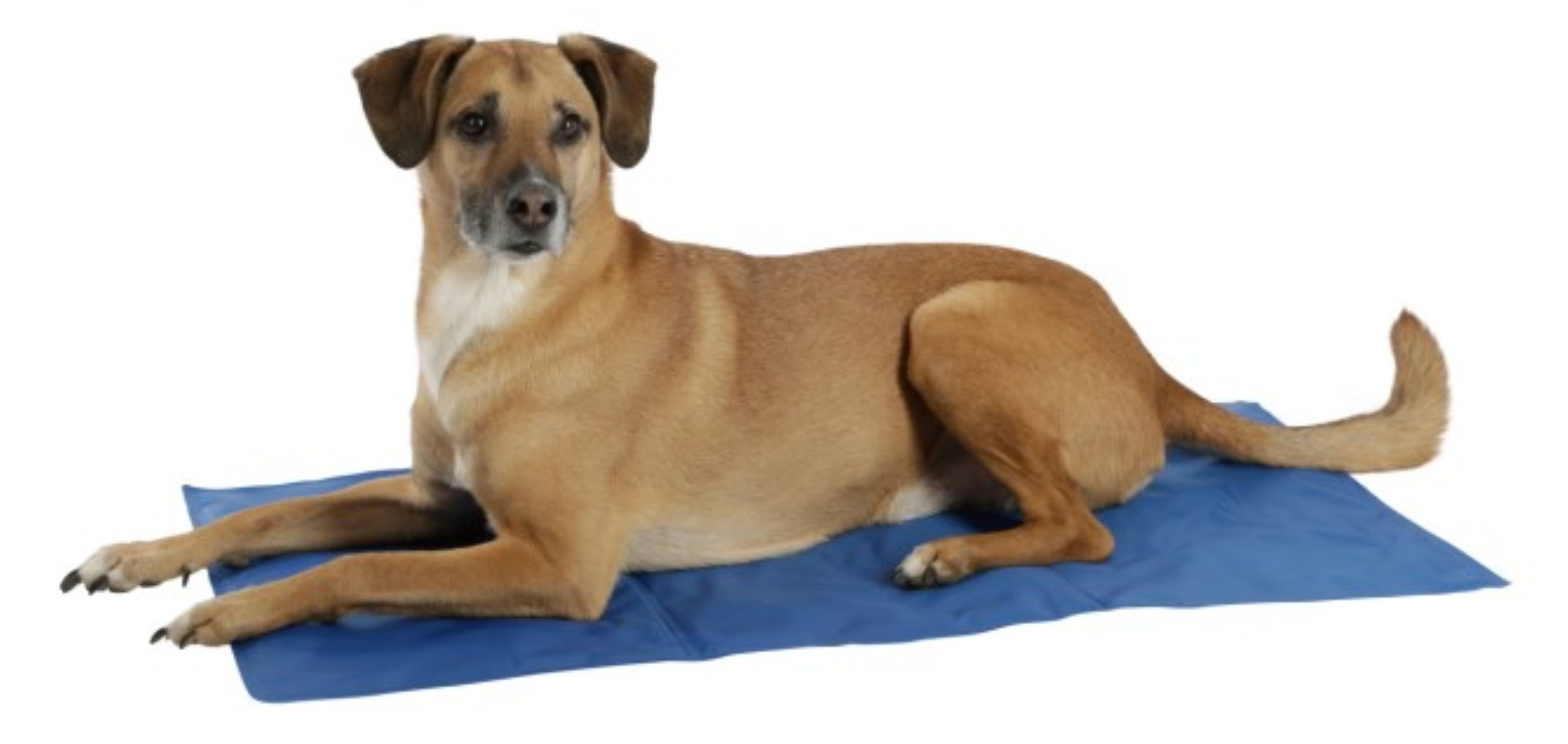 Kerbl Tierbett Kerbl Kühlmatte für Hunde, 50x90 cm, blau, 80842