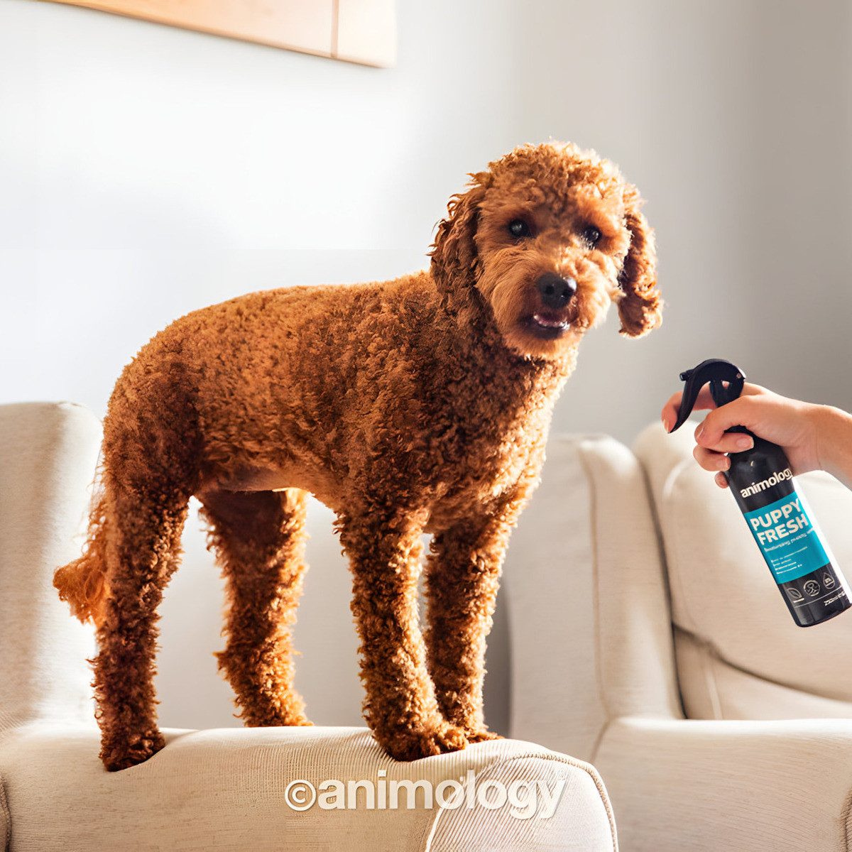 Animology Fellpflege Welpen Körperspray Fresh Deodorising Puppy Spray 250 ml