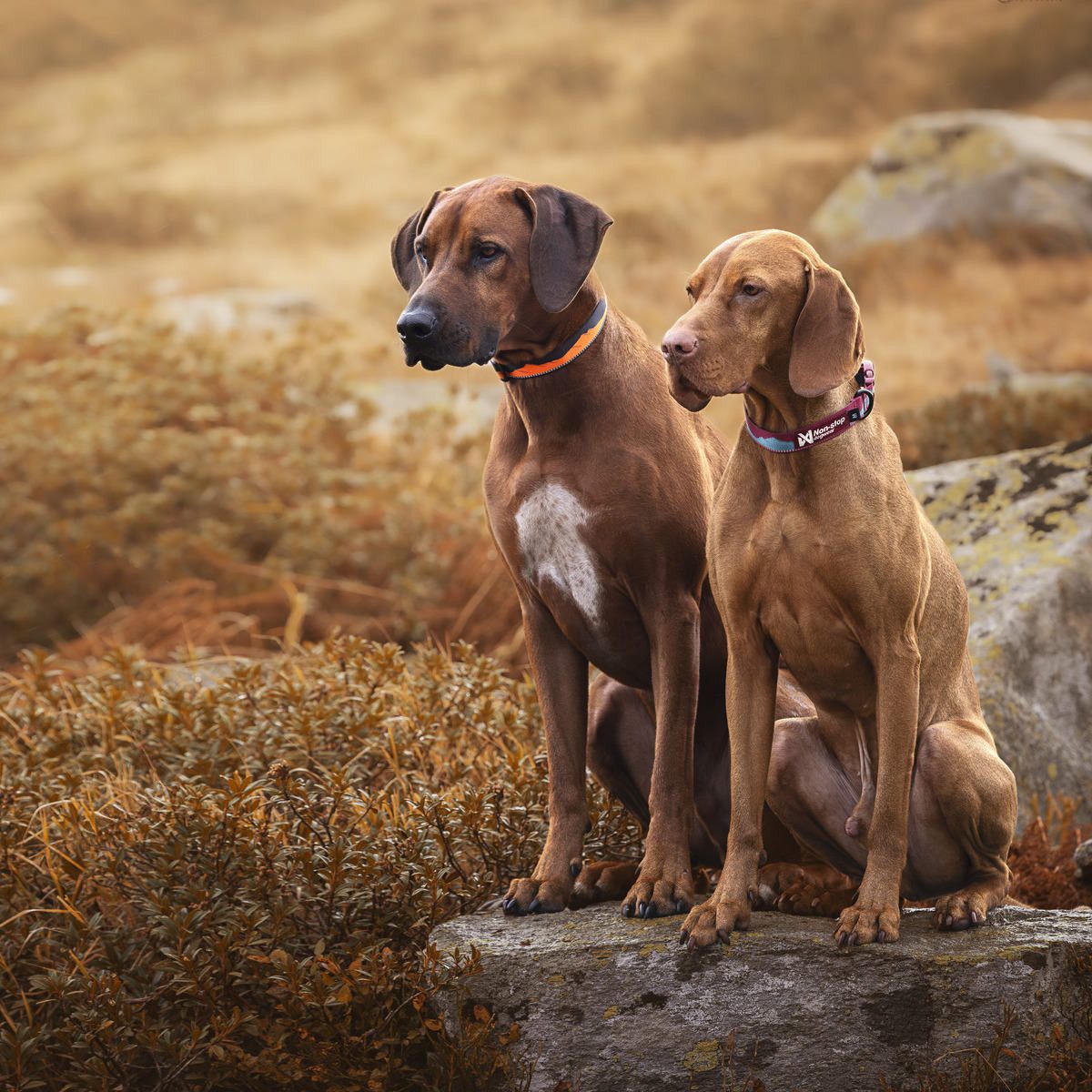 Non-stop dogwear Hunde-Halsband Halsband Trail Quest Collar Sunset