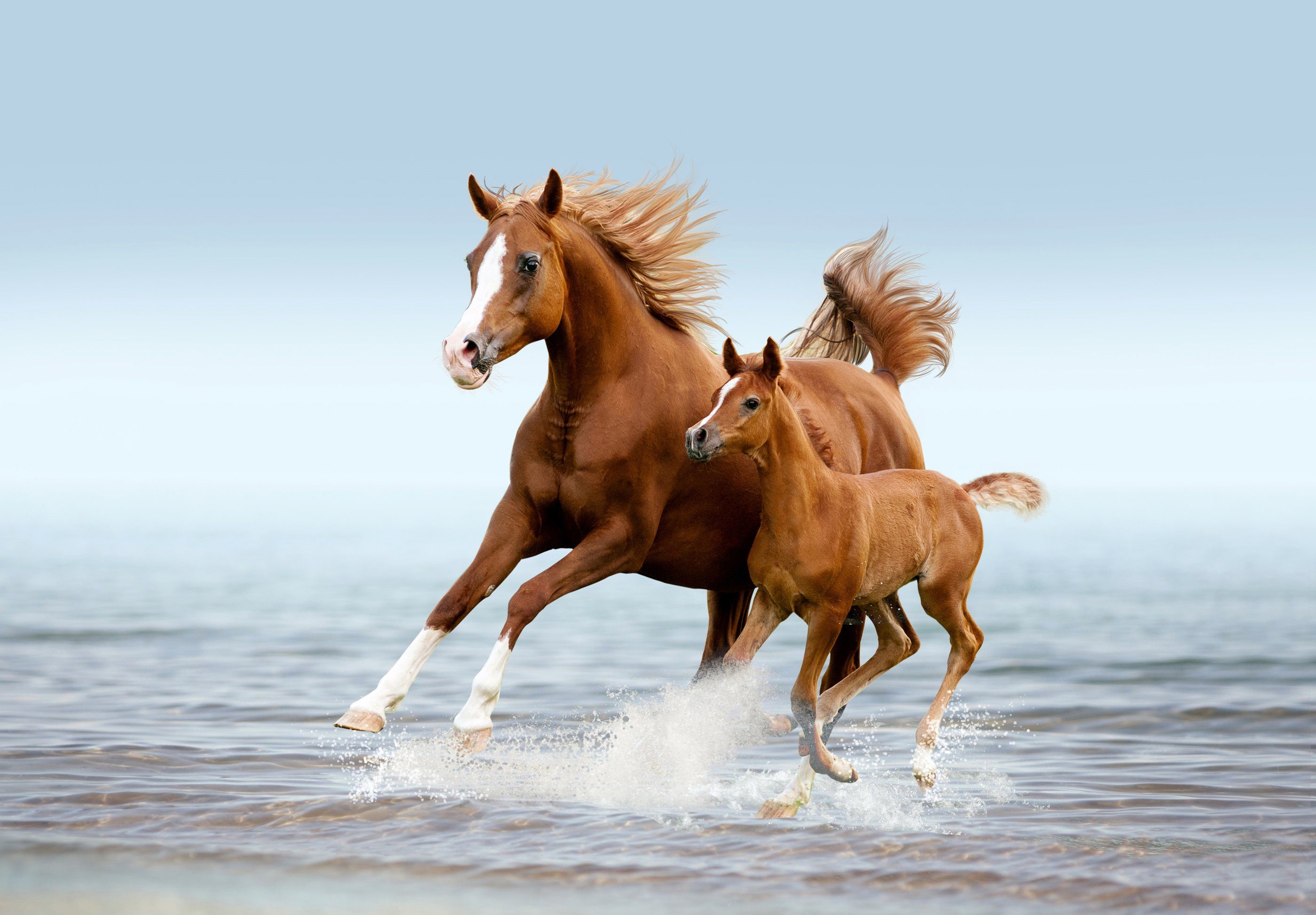 Papermoon Fototapete PFERDE IM GALOPP-ARABISCHE STRAND TIER FOHLEN STUTE MIT