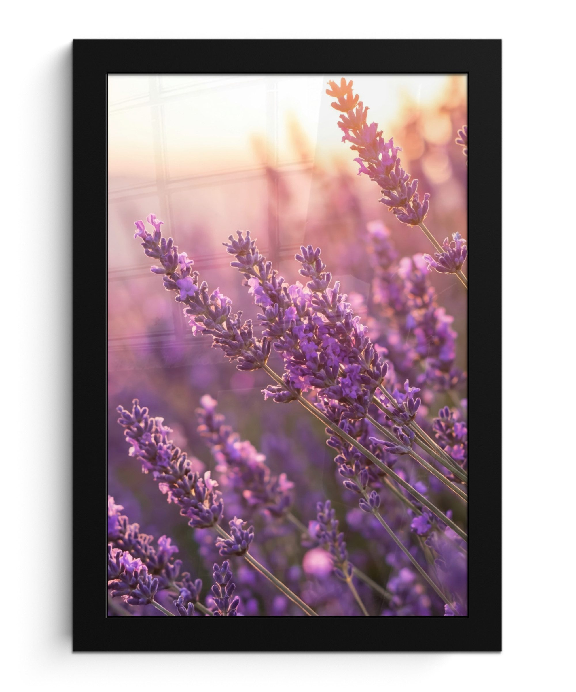 MuchoWow Poster Lavendel - Lila - Sonnenlicht, (1 St), Bilderrahmen, Zimmer Deko, Bild für Wohnzimmer, 20x30 cm