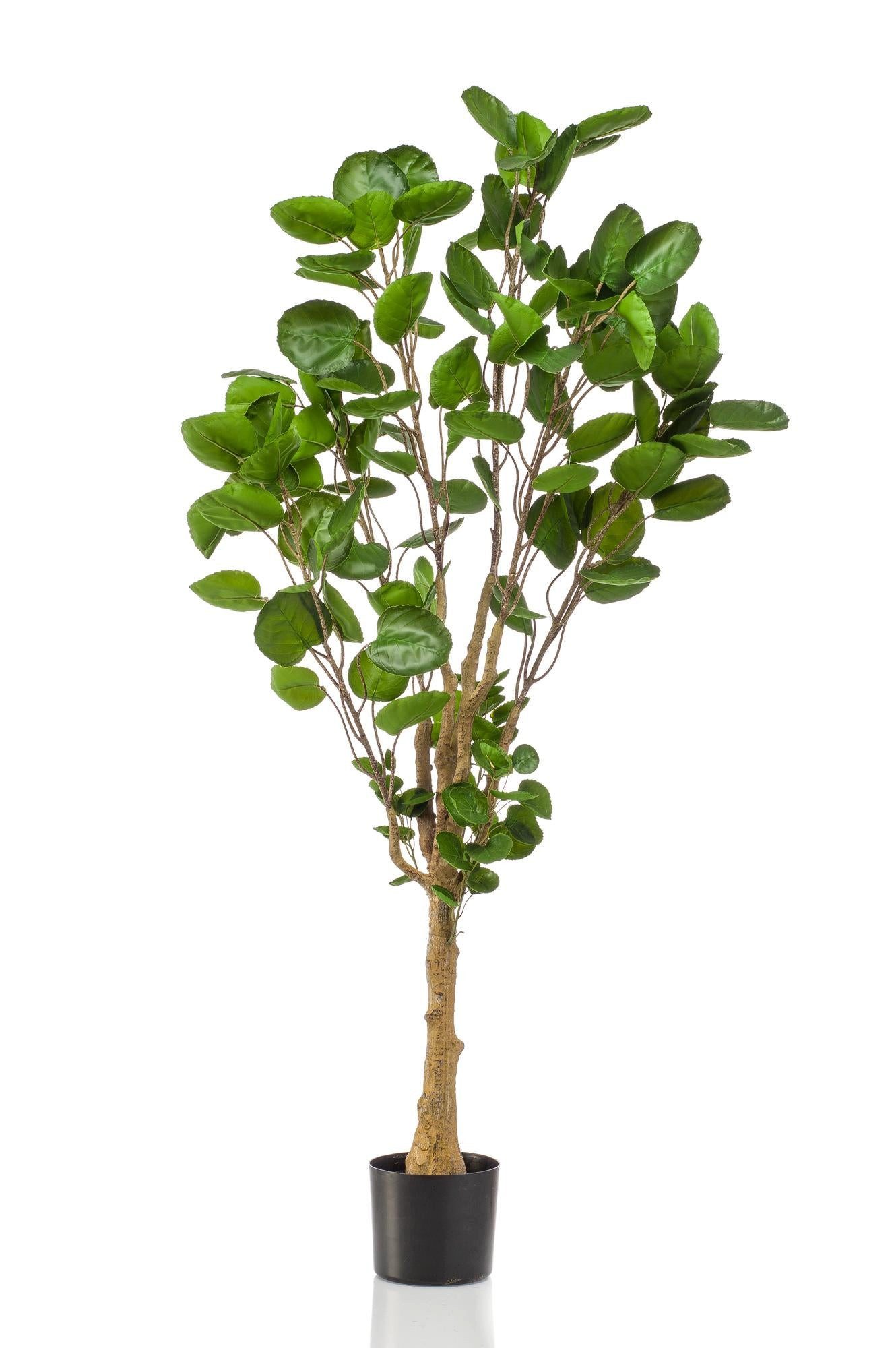 Kunstpflanze Kunstpflanze – Polyscias – Aralie – 150 cm – Topf 30 cm Kunstpflanze, Florora, Höhe 150 cm, Täuschend echt, Mit Einsatztopf
