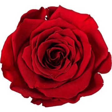 Kunstblume Infinity Rosen echte rote Rosen stabilisiert Valentinstag 6cm, 6 St., DekoTown