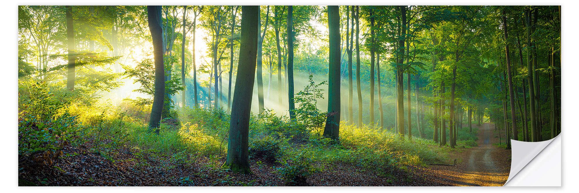Posterlounge Wandfolie Martin Wasilewski, Wald Panorama, günstig online kaufen