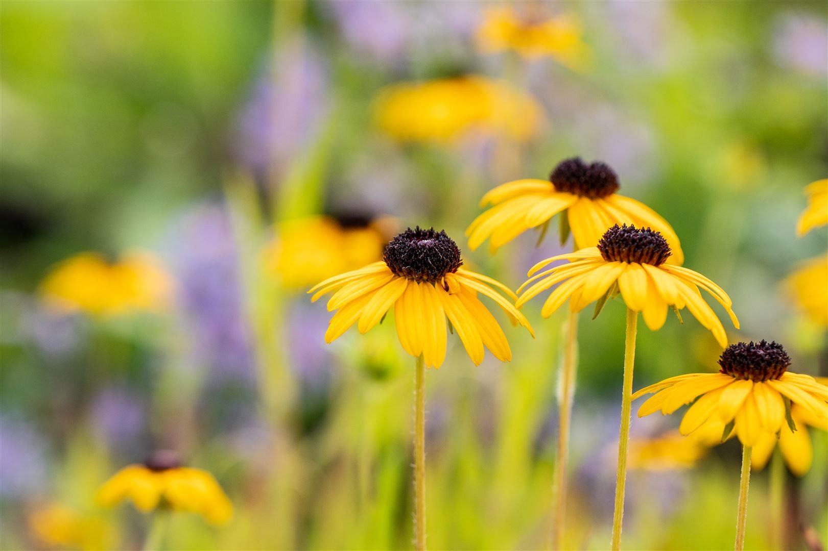 Pflanzen für Dich Staude Rudbeckia fulg. speciosa, 1 St., Sonnenhut, Gelber Sonnenhut, Prächtiger Sonnenhut