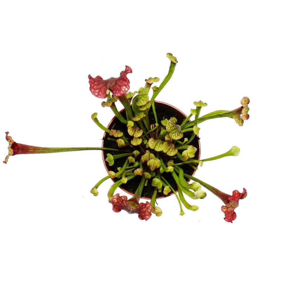 Exotenherz Zimmerpflanze Schlauchpflanze Sarracenia "Judith" Fleischfressende Pflanze 9cm Topf