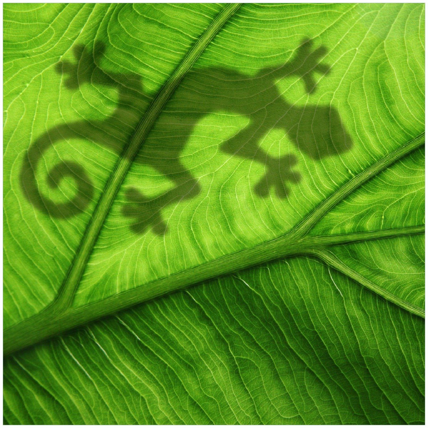 Wallario Memoboard Gecko Schatten auf - grünem Umriss Blatt