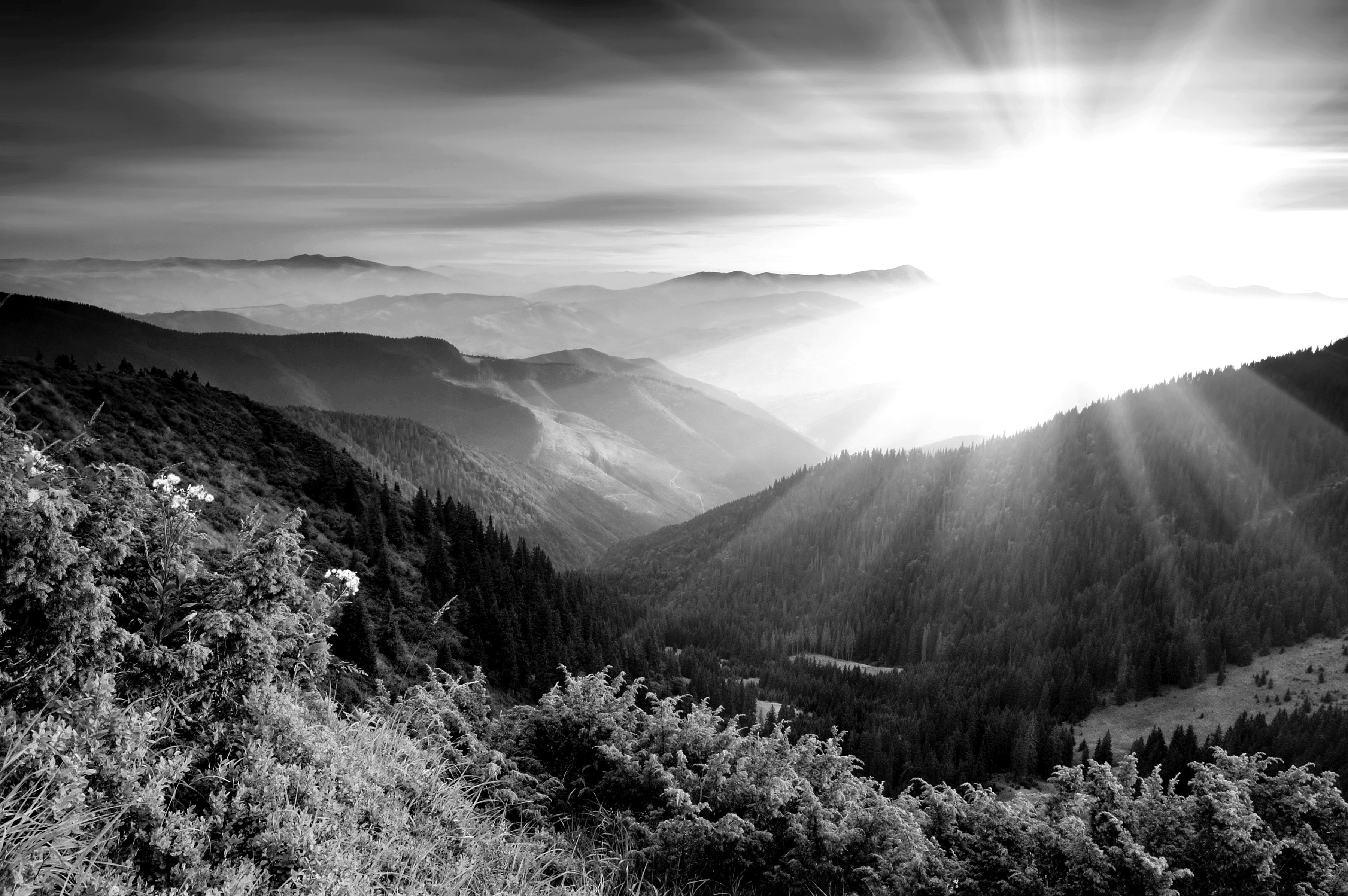 Schwarz Weiß & Fototapete Papermoon Landschaft
