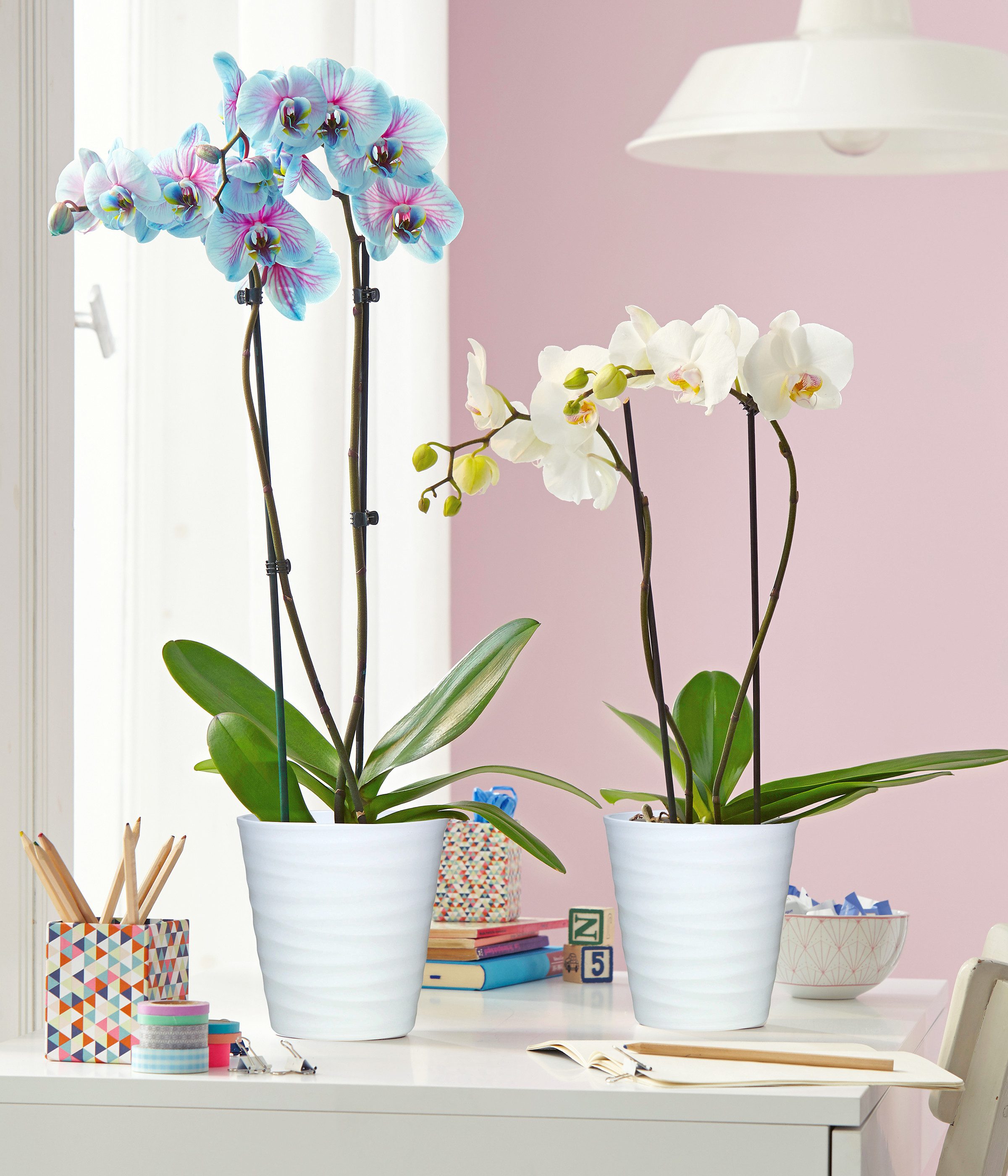 Dehner Zimmerpflanze Schmetterlingsorchidee Blue Wonder, Phalaenopsis cultivars, 50-60 cm – Bild 4 von 5