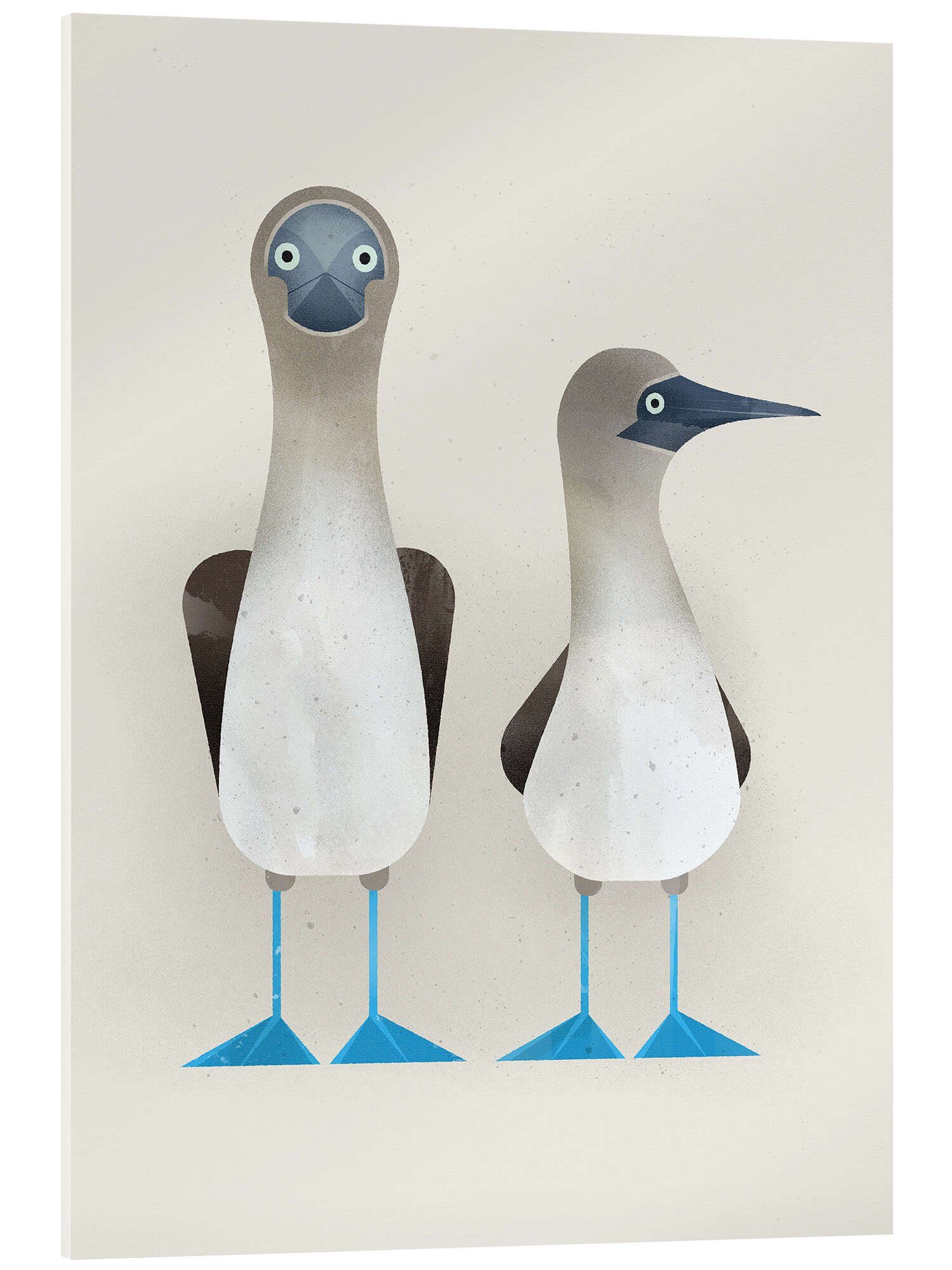 Posterlounge Poster Dieter Braun, Blaufußtölpel, Jungenzimmer günstig online kaufen