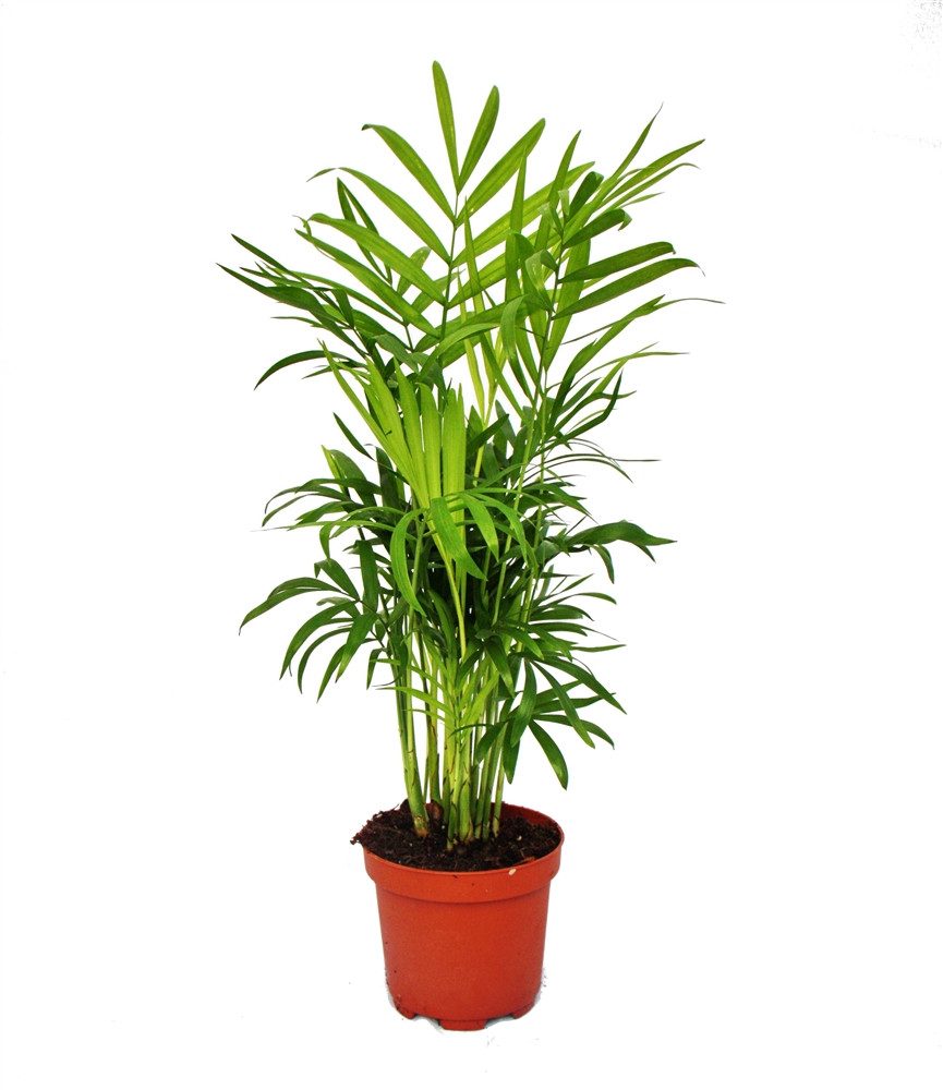 Exotenherz Zimmerpflanze Chamaedorea elegans - Zimmerpalme - Bergpalme 12cm günstig online kaufen