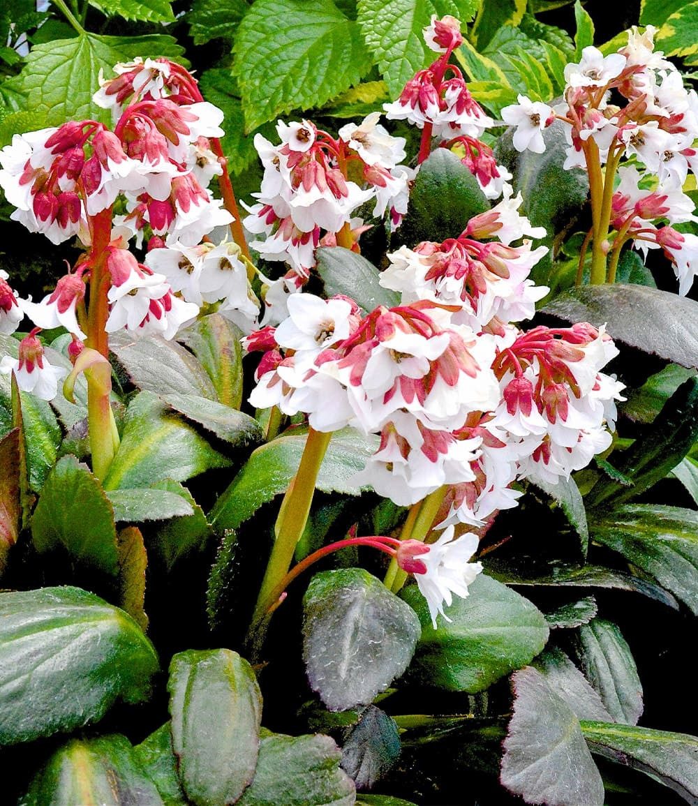 BALDUR Garten Staude Bergenie 'Fire and Ice', 1 St., Schneckenunempfindlich, immergrün, winterhart, bienenfreundlich