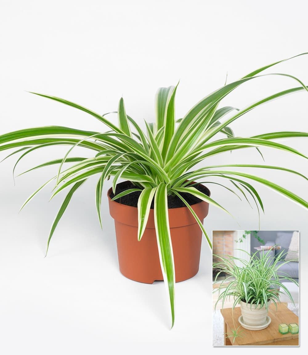 BALDUR Garten Zimmerpflanze Chlorophytum 'Variegatum', 1 St., Hängezimmerpflnze, pflegeleicht
