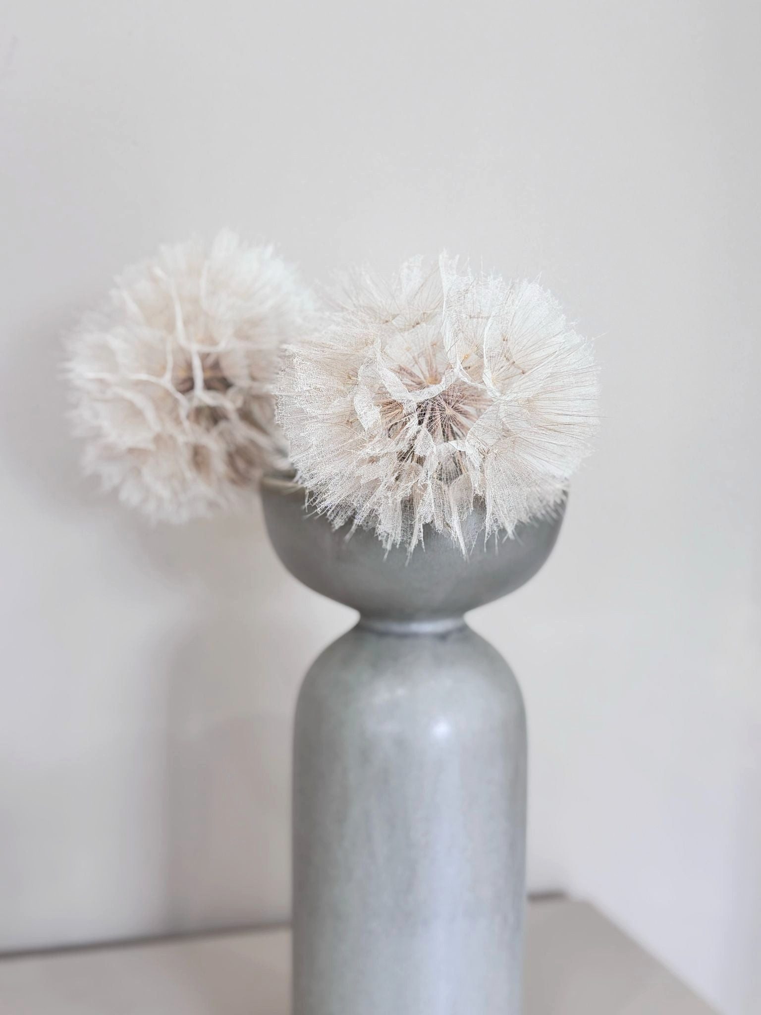 Trockenblume XXL Pusteblume getrocknet & konserviert – echte Natur Löwenzahn (Taraxacum officinale), getrocknet, LYKKE & You, Konserviert, langlebig, kein Gießen erforderlich