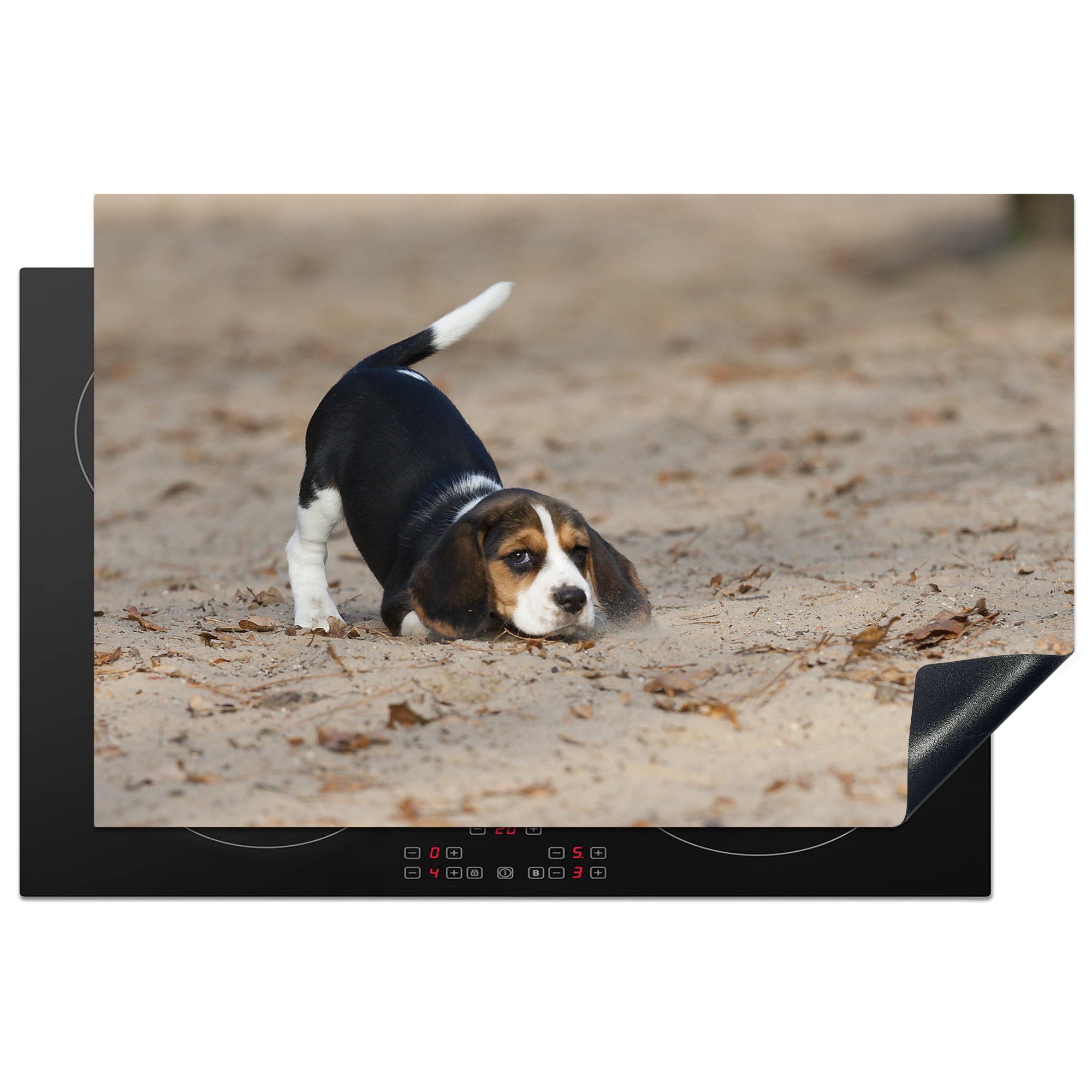 MuchoWow Herdblende-/Abdeckplatte Ein junger Beagle-Welpe spielt im Sand, Vinyl, (1 tlg), 81x52 cm, Induktionskochfeld Schutz für die küche, Ceranfeldabdeckung