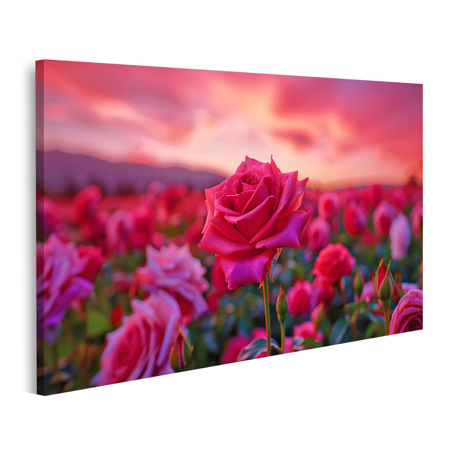 islandburner Leinwandbild, Rosenfeld bei Sonnenuntergang (2) günstig online kaufen
