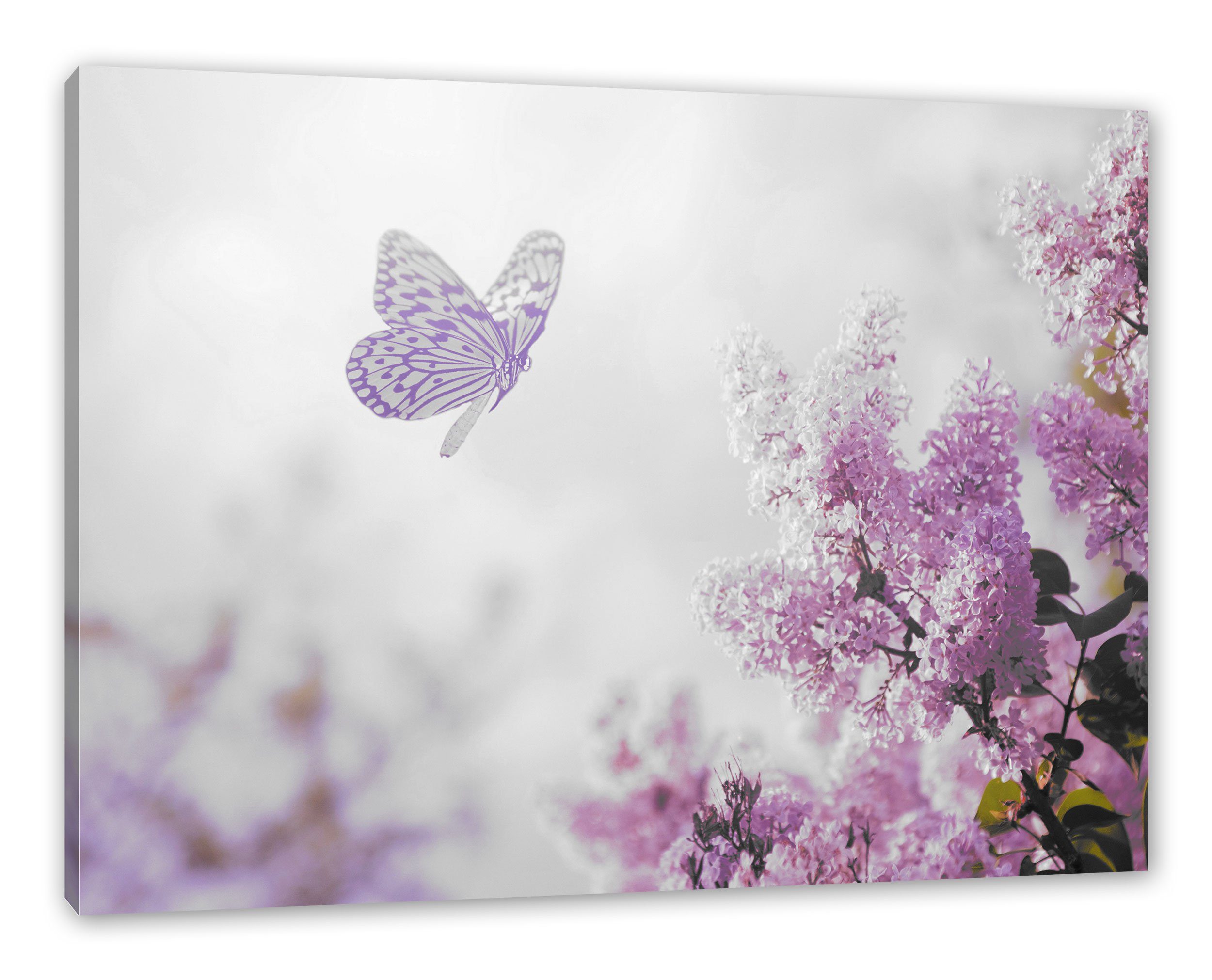 Schmetterling fertig Leinwandbild Schmetterling St), bespannt, (1 Kirschblüten, Kirschblüten Zackenaufhänger Leinwandbild Pixxprint inkl.