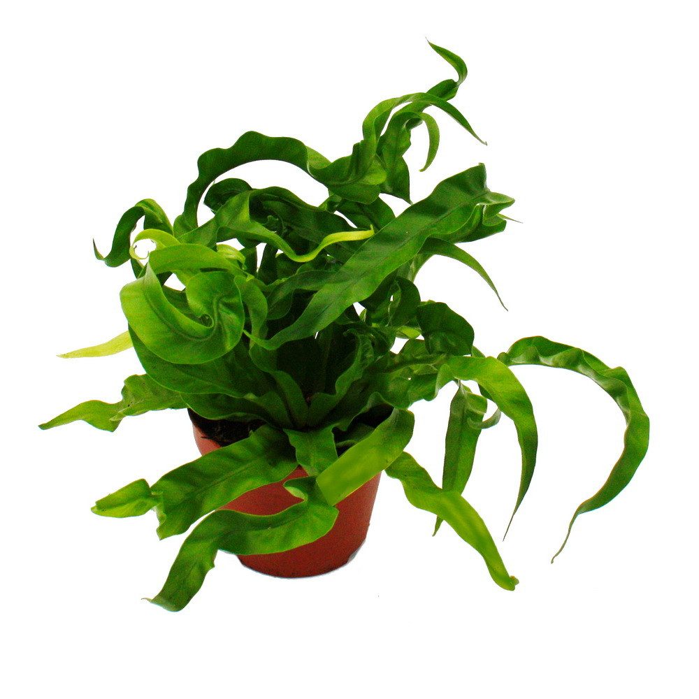 Exotenherz Zimmerpflanze Asplenium Farn-Sorten fürs Zimmer Nestfarn 12cm To günstig online kaufen