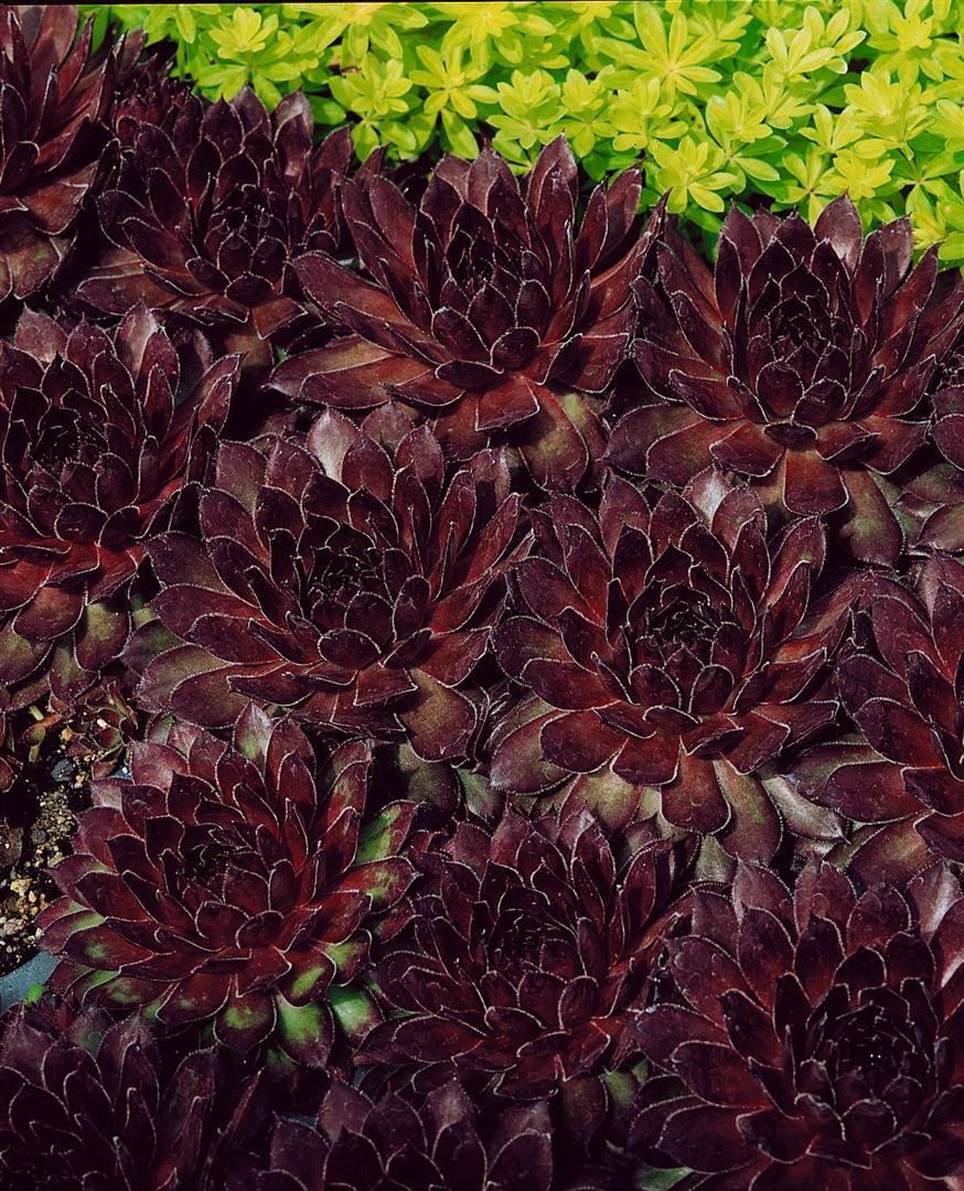 Pflanzen für Dich Staude Sempervivum tectorum Noir, 1 St., Dach-Hauswurz, Hauswurz