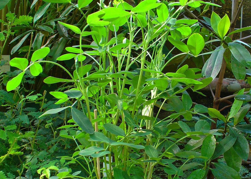 SAFLAX Blumensamen SAFLAX - Samen - Erdnuß
