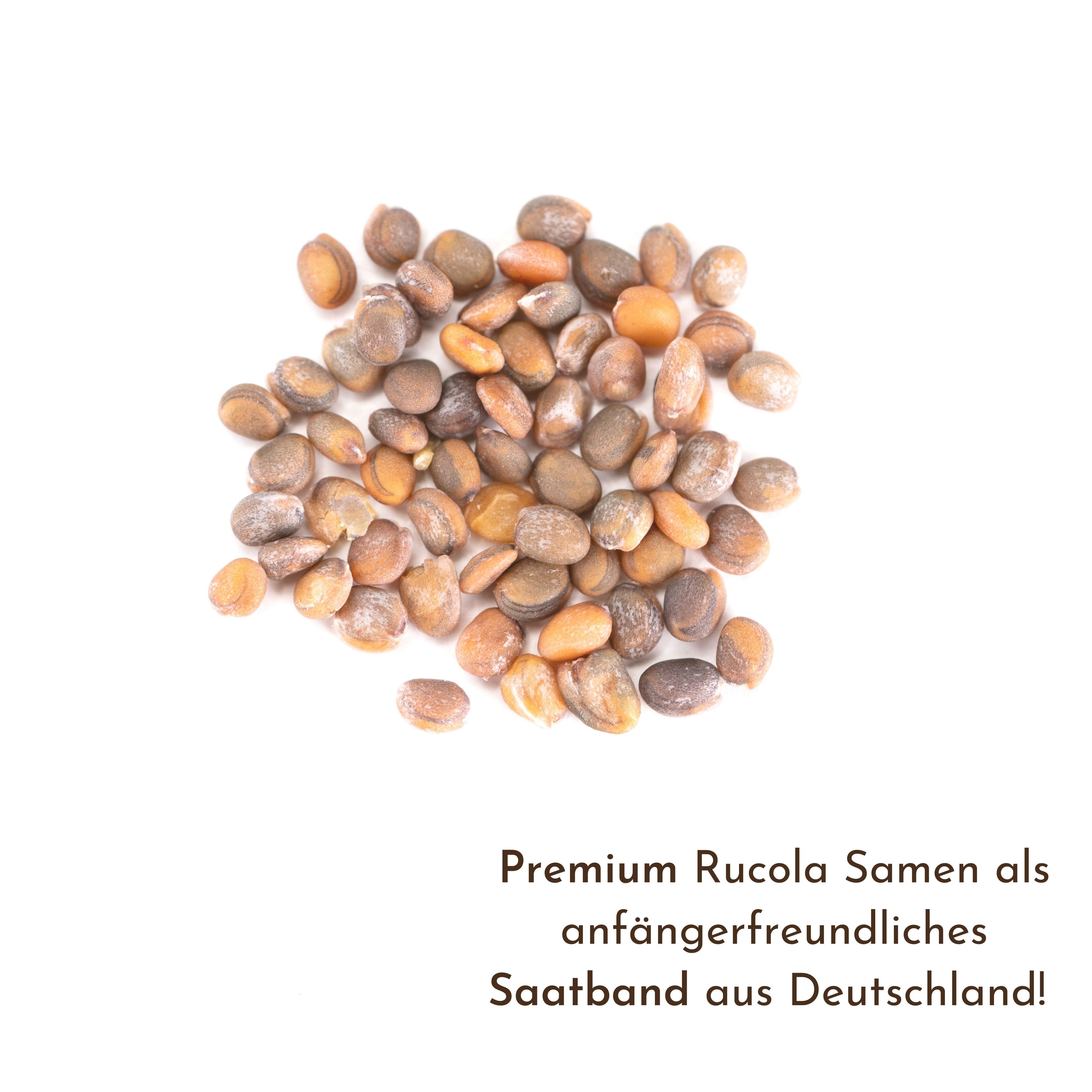 HappySeed Gemüsesamen 5m Saatband mit Rucola Samen - Eruca sativa, Saatgut günstig online kaufen