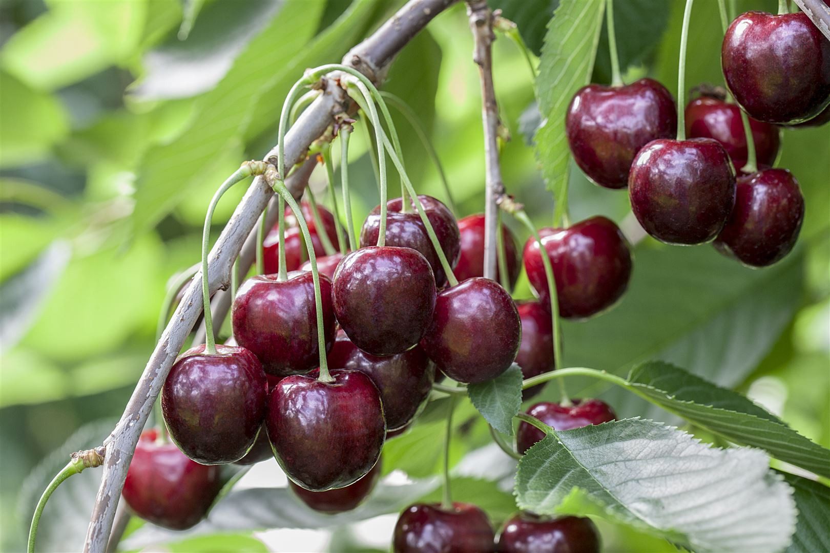 Pflanzen für Dich Obstpflanze Prunus avium Sunburst, 1 St., Süßkirsche, Vogelkirsche, süßkirsche, selbstfruchtend