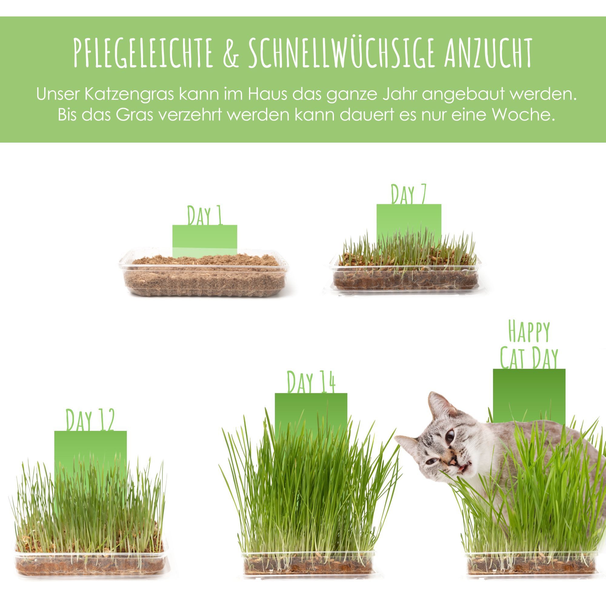 HappySeed Blumensamen Katzengras Samen Saatband 80 x 10 cm, Saatgut – Bild 4 von 5