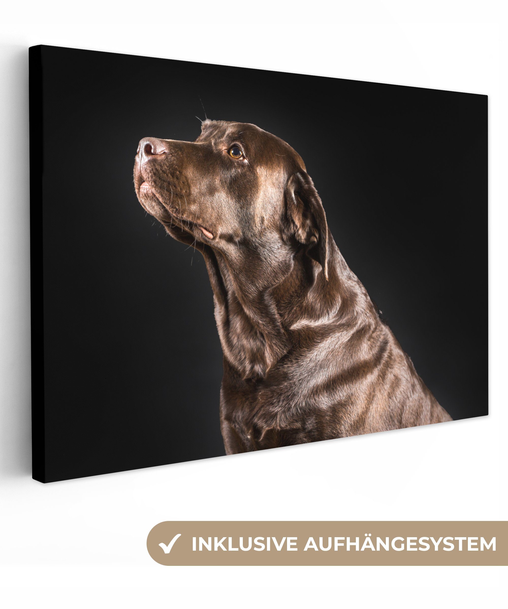 OneMillionCanvasses® Leinwandbild Hund - Braun - Porträt, (1 St), Wandbild Leinwandbilder, Aufhängefertig, Wanddeko, 30x20 cm