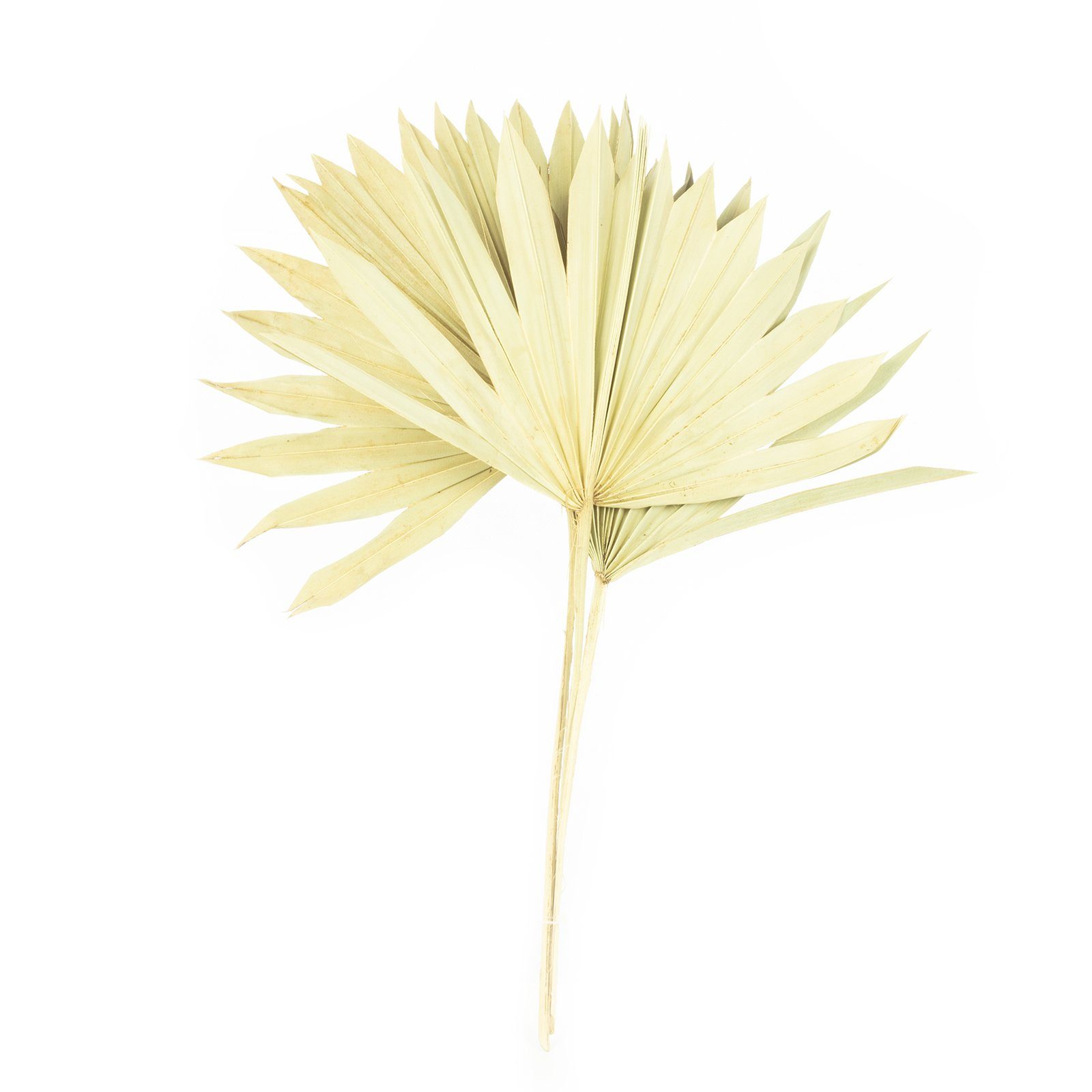 Trockenblume Palmsun mit Stiel - 50 Stück Beutel - natur, Vosteen