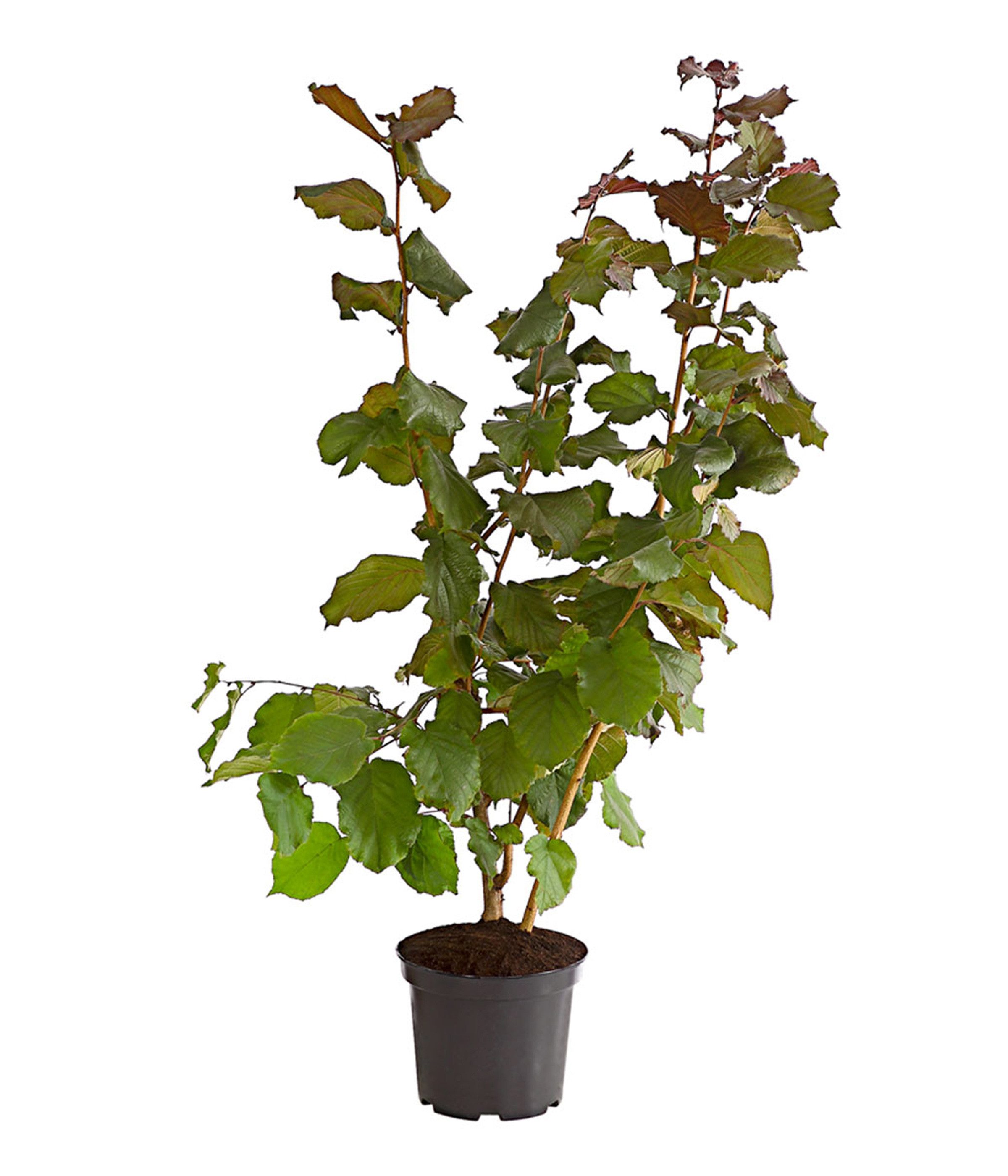 Dehner Obstpflanze Haselnuss Rote Zellernuss, Corylus avellana, ca. 80-90 cm, Zierstrauch mit großen braunen Früchten