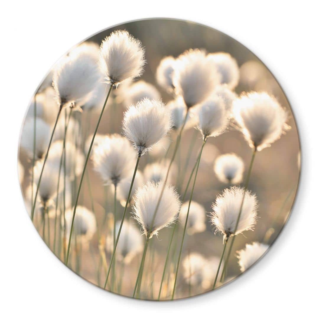 K&L Wall Art Glasbild Glas Wandbild Rund Glasbild Delgado Wollgras Katzenpfote Wiese, Wandschutz Deko Bilder