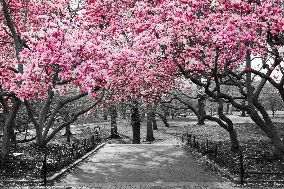 Fototapete Rosa Blüten