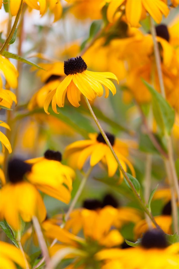 Pflanzen für Dich Staude Rudbeckia fulg. Goldsturm, 1 St., Sonnenhut, Gelber Sonnenhut, Goldsturm-Sonnenhut