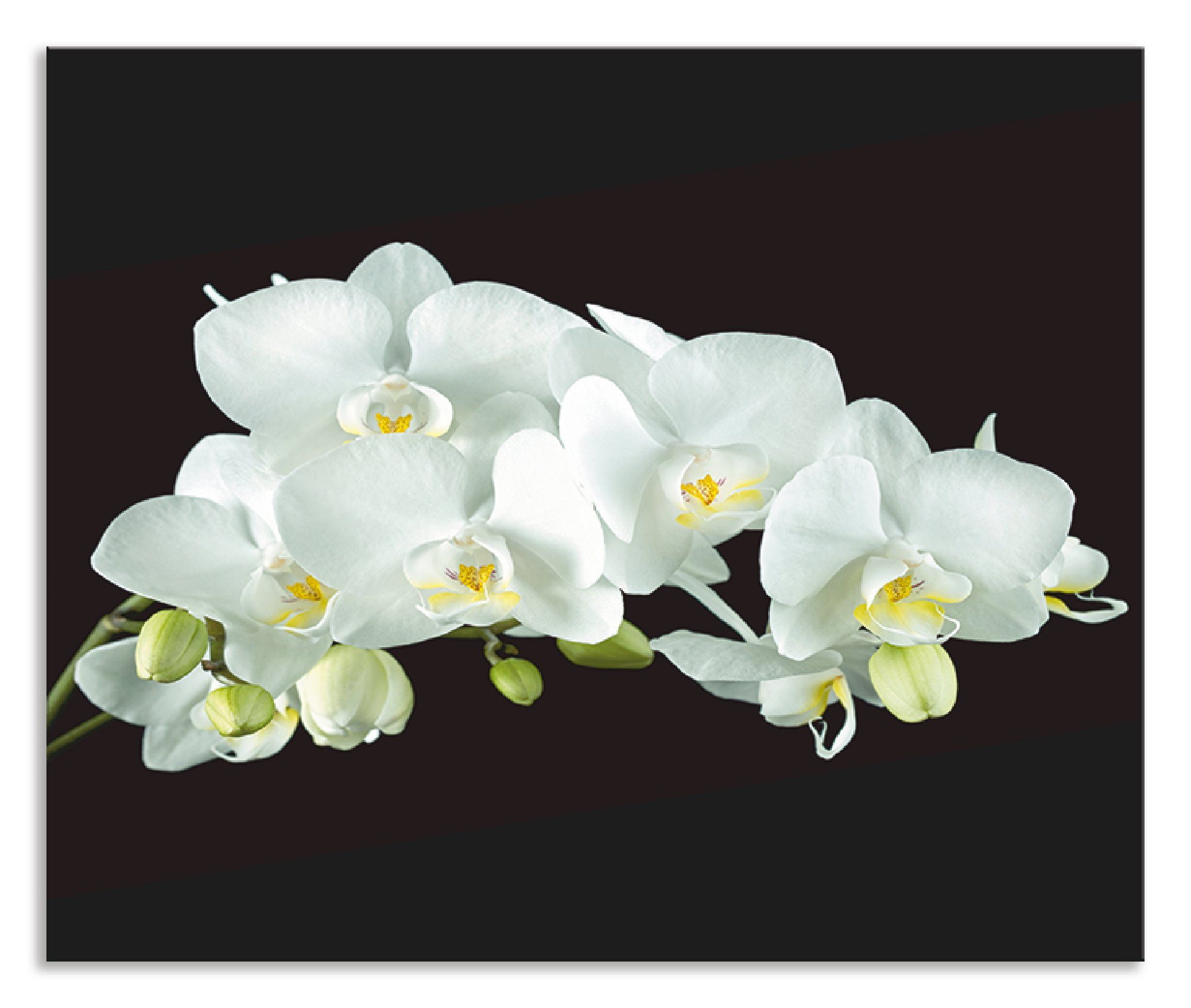 Artland Küchenrückwand Weiße Orchidee auf schwarzem Hintergrund, (1-tlg), Alu Spritzschutz mit Klebeband, einfache Montage | Küchenrückwände